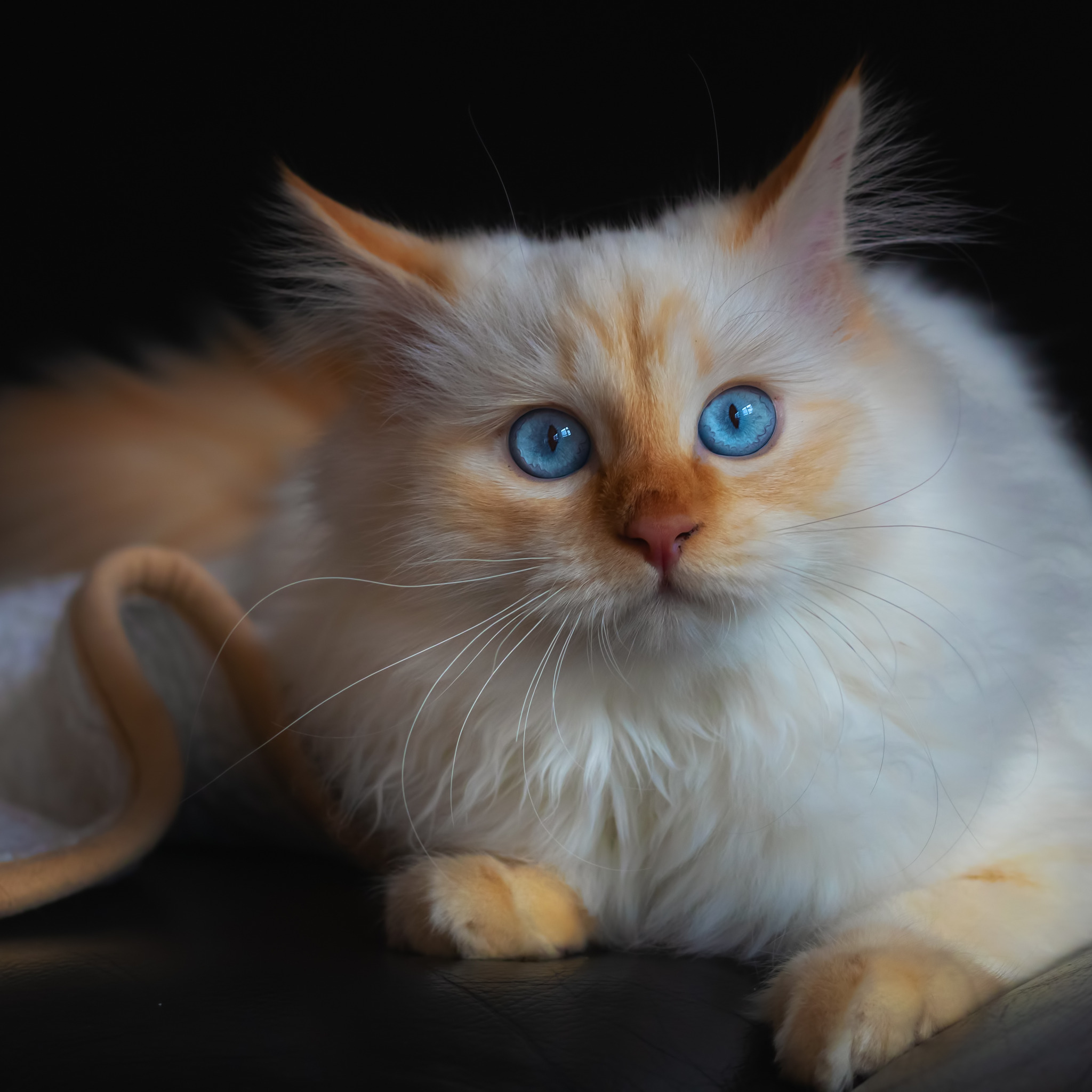 Порода кошек белые с рыжими ушами. Сиамский персиковый кот. Невская маскарадная рыжая. Бело-рыжий пушистый кот.
