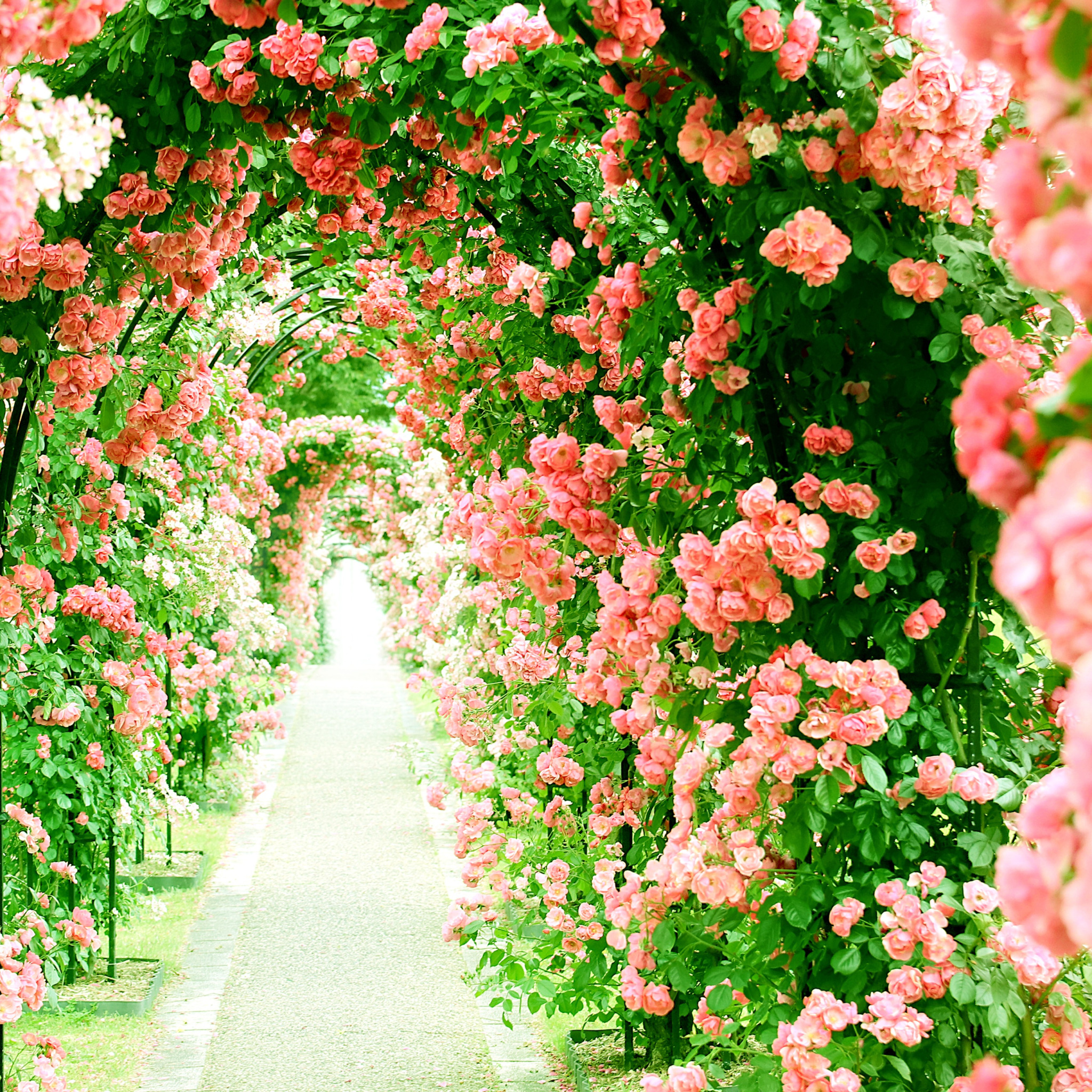 Засажу всю аллею. Цветочная арка. Цветочный сад. Аллея с цветами. Арка из роз в саду.