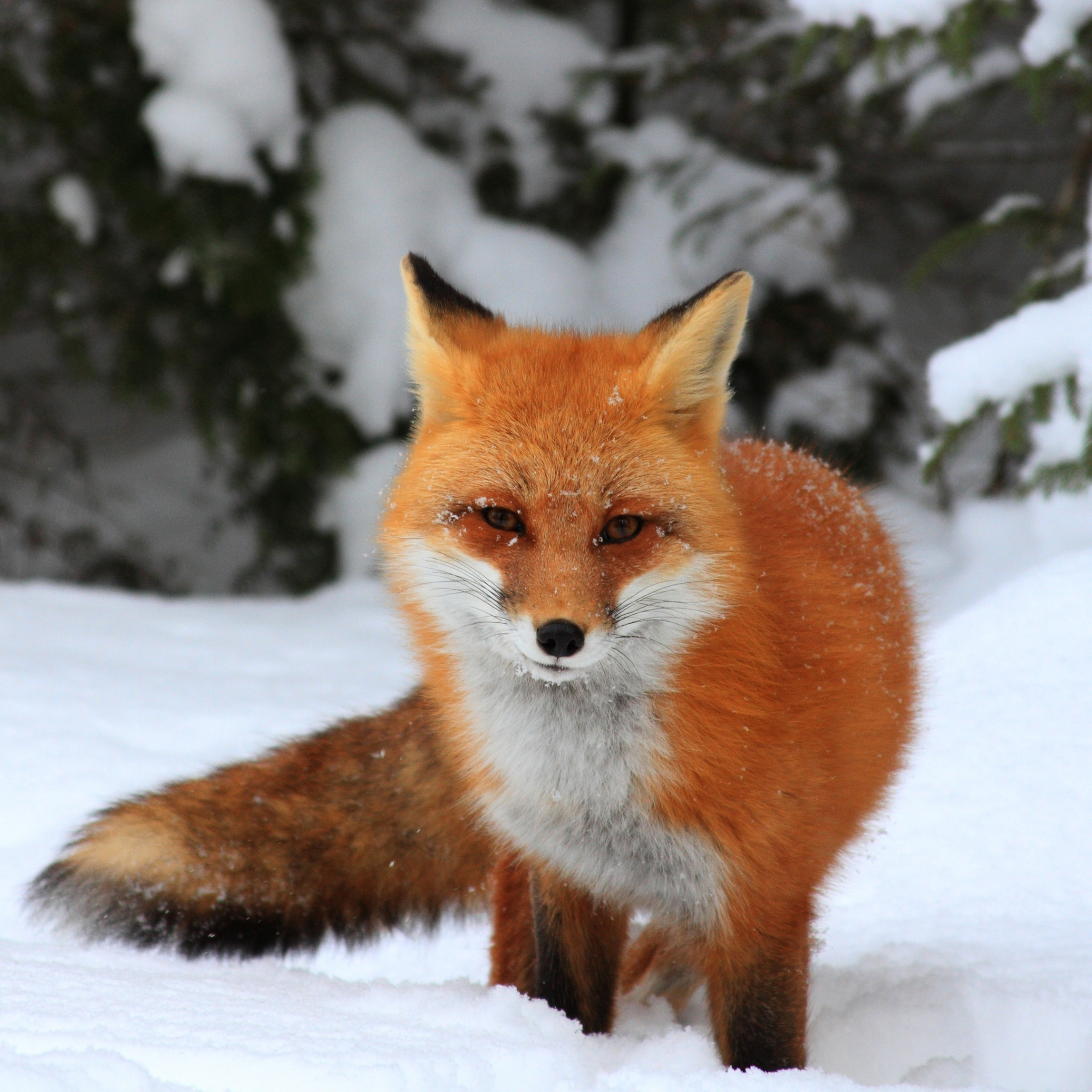 фото лисы зимой в лесу