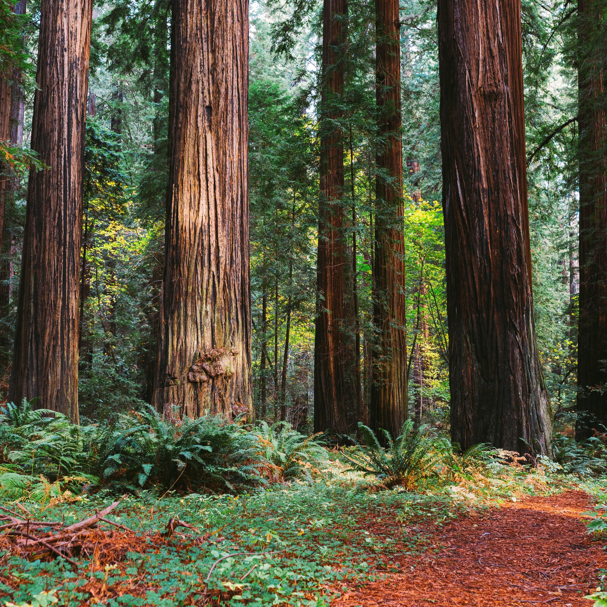 Величавый лес. Олимпик штат Вашингтон Тисовая роща. Деревья в лесу. Лес с вековыми деревьями. Сосновый лес.