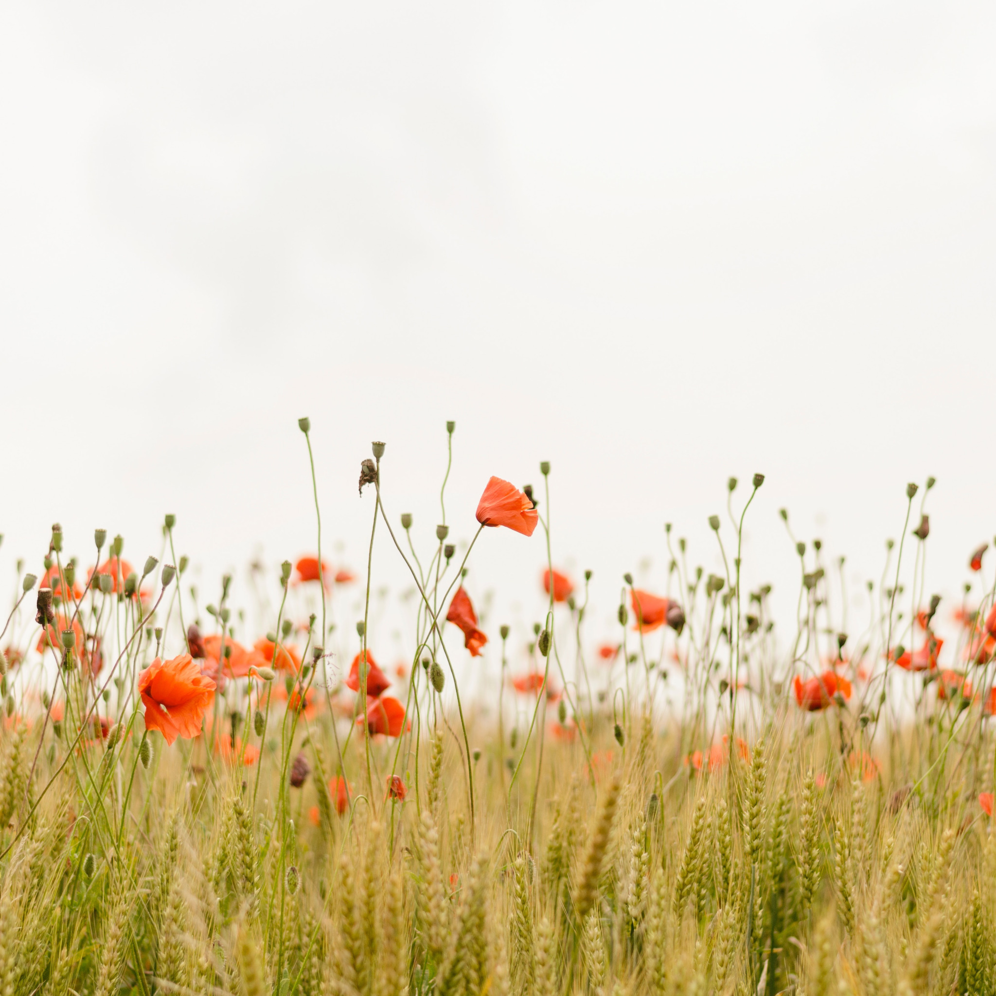 Make me flower. 7 Внутренних законов для обретения гармонии. Happy Life moments. Happy 1-June to me. The Beauty of nature is a Healer for the Soul.