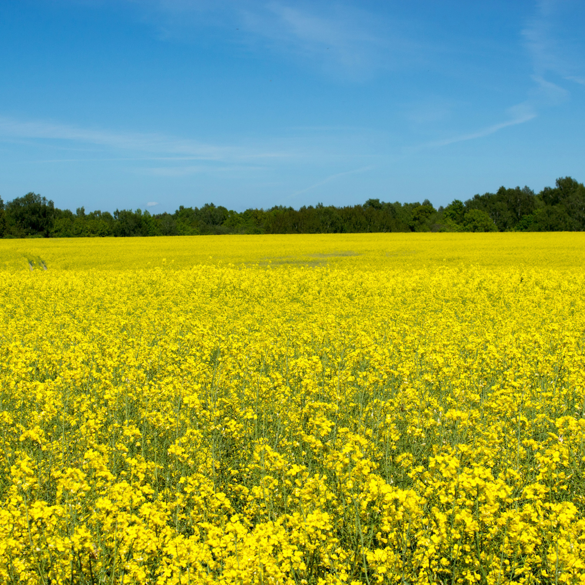 Виднелось желтое поле. Рапс на Алтае. Желтые цветы на полях. Желтое поле. Поле желтых цветов.