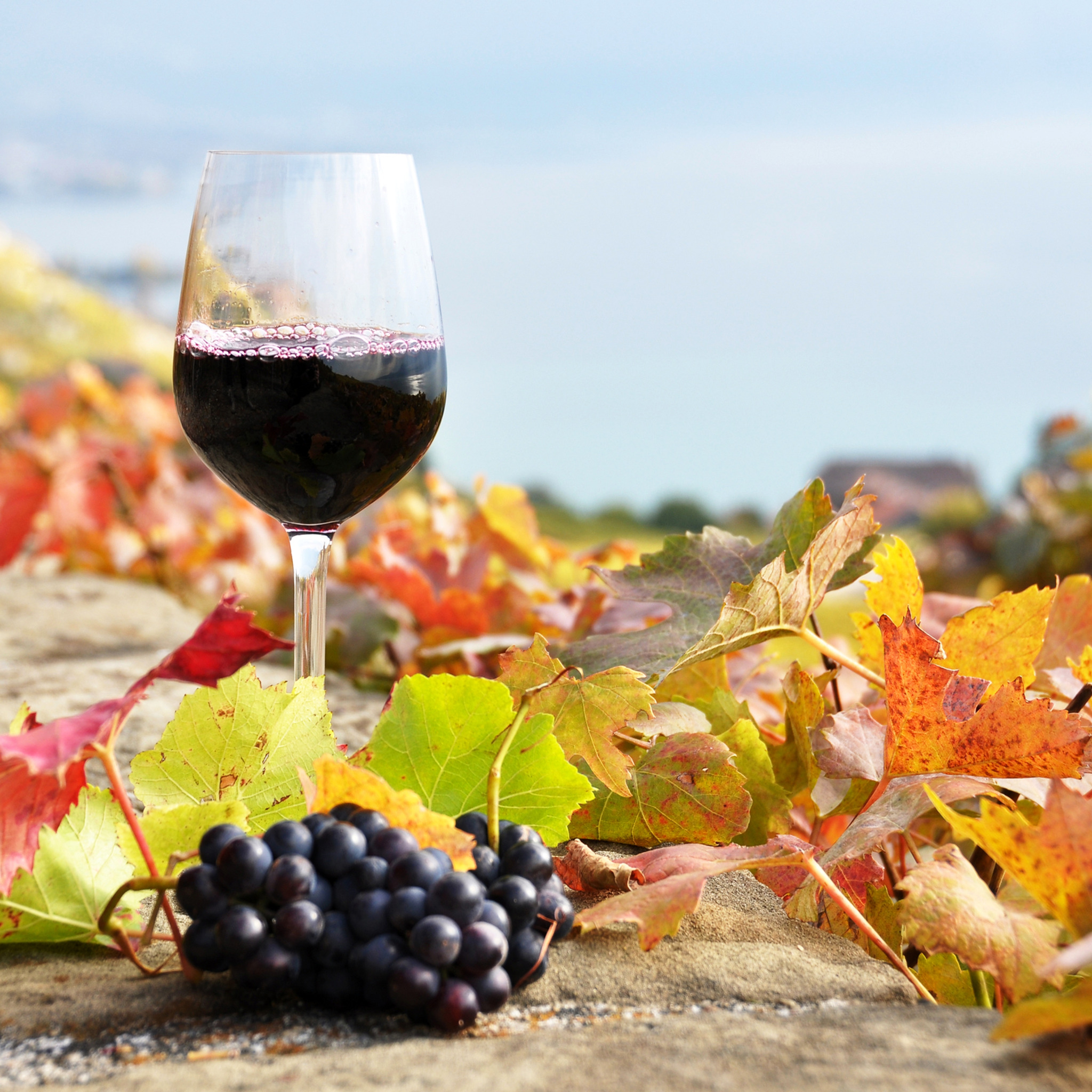Вина г. Осеннее вино. Вино на природе. Виноградники осенью. Вино осеннее Крымское.