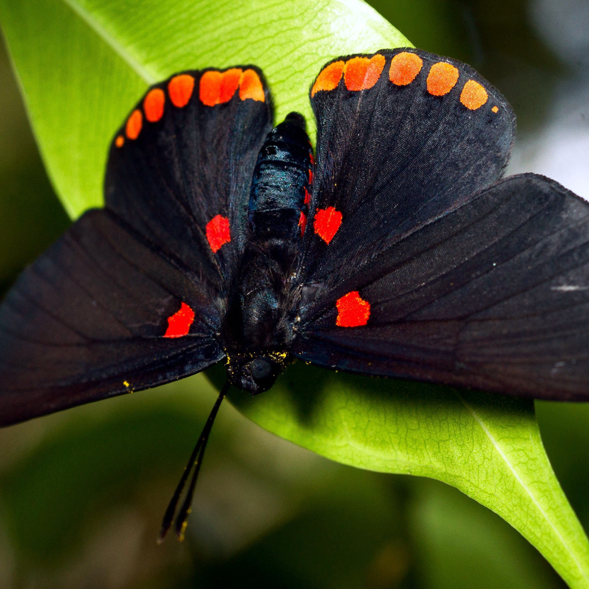 Большая черная бабочка