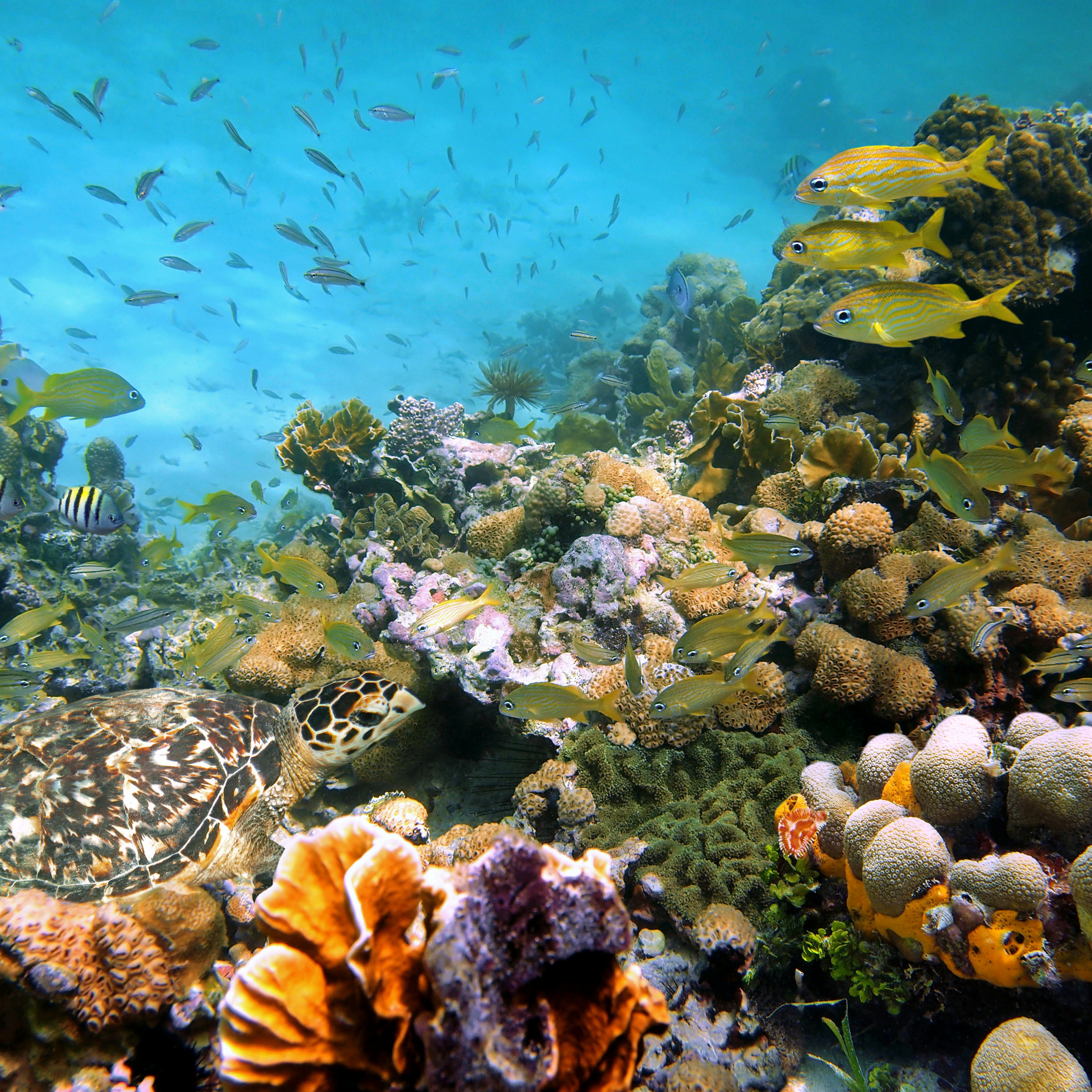 Природа подводный мир. Морской парк на рифах Туббатаха. Туббатаха риф черепаха. Риф Туббатаха Филиппины. Риф Шарм-Эль-Шейх.