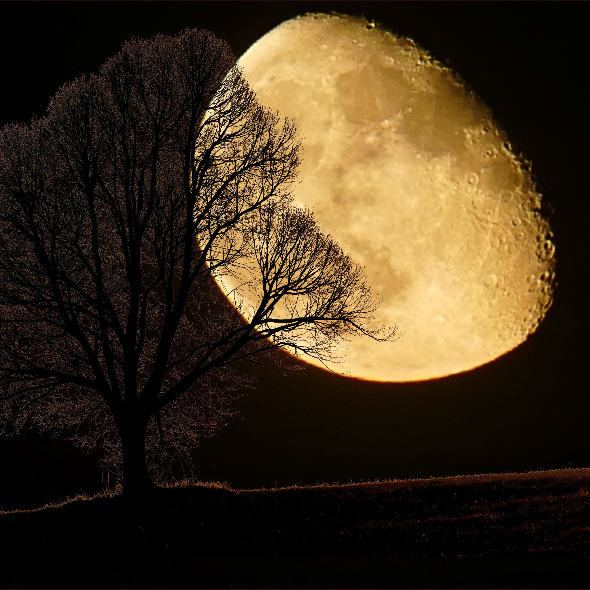 Луна сквозь деревья. Лунные деревья. Дерево ночью. Красивая Луна. Луна и дерево.