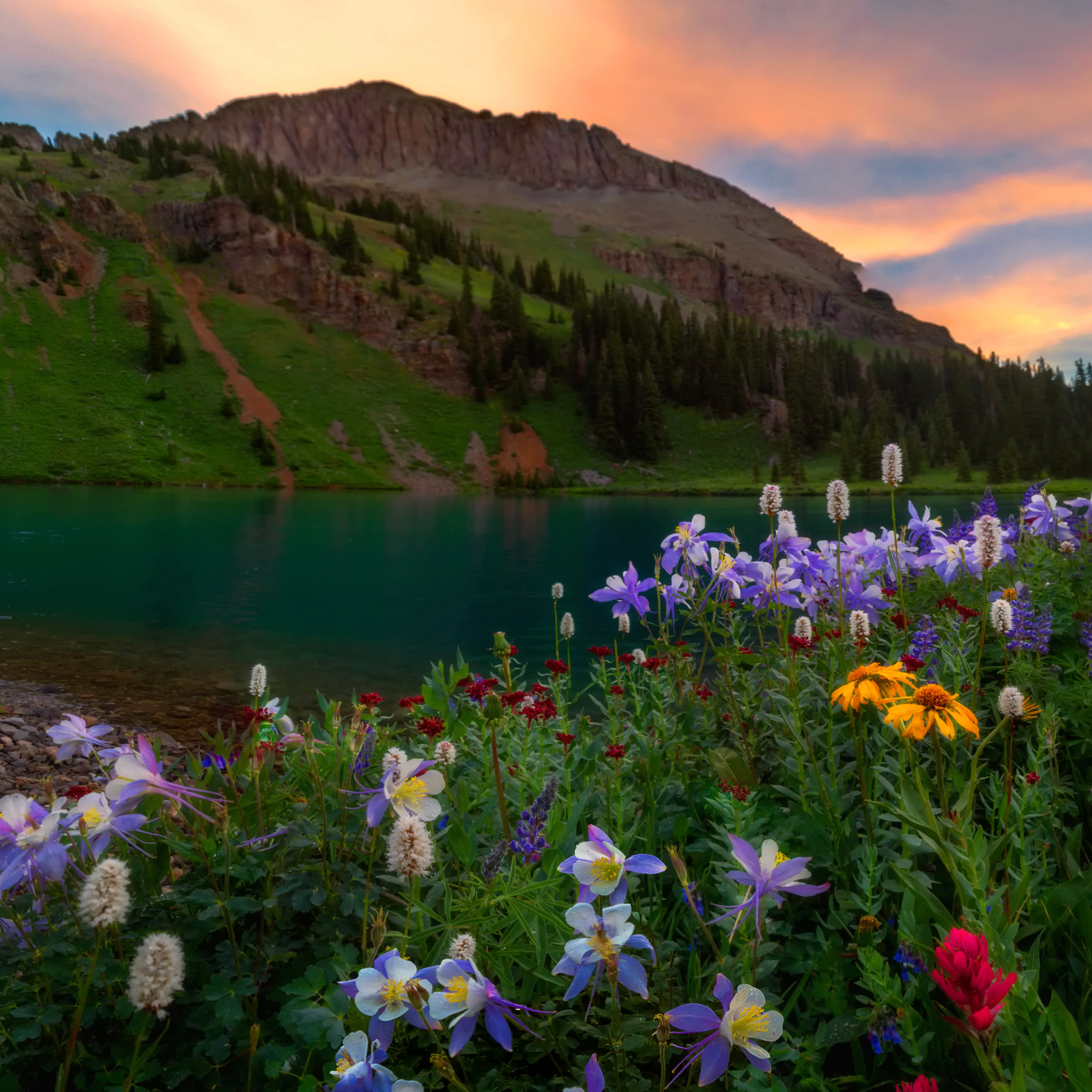 Природная красота. Цветущая Долина горный Алтай. Горы лес озеро река Долина цветы. Горы река цветы горы Тбилиси. Горы река цветы.