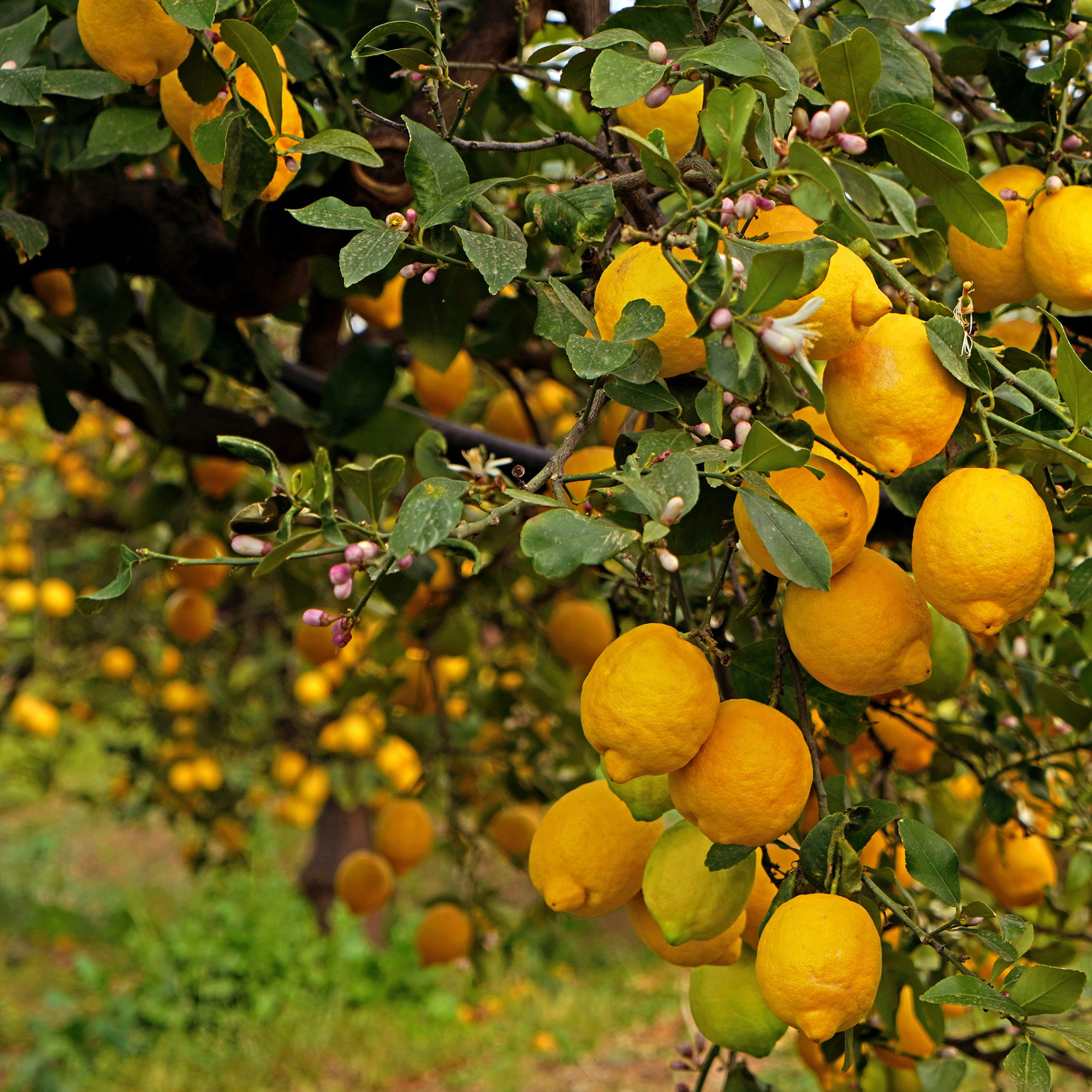 Лимон растет в россии. Citrus Limon. Цитрус кустарник. Лимоны мандарины Ленкорань. Фрукты на деревьях.