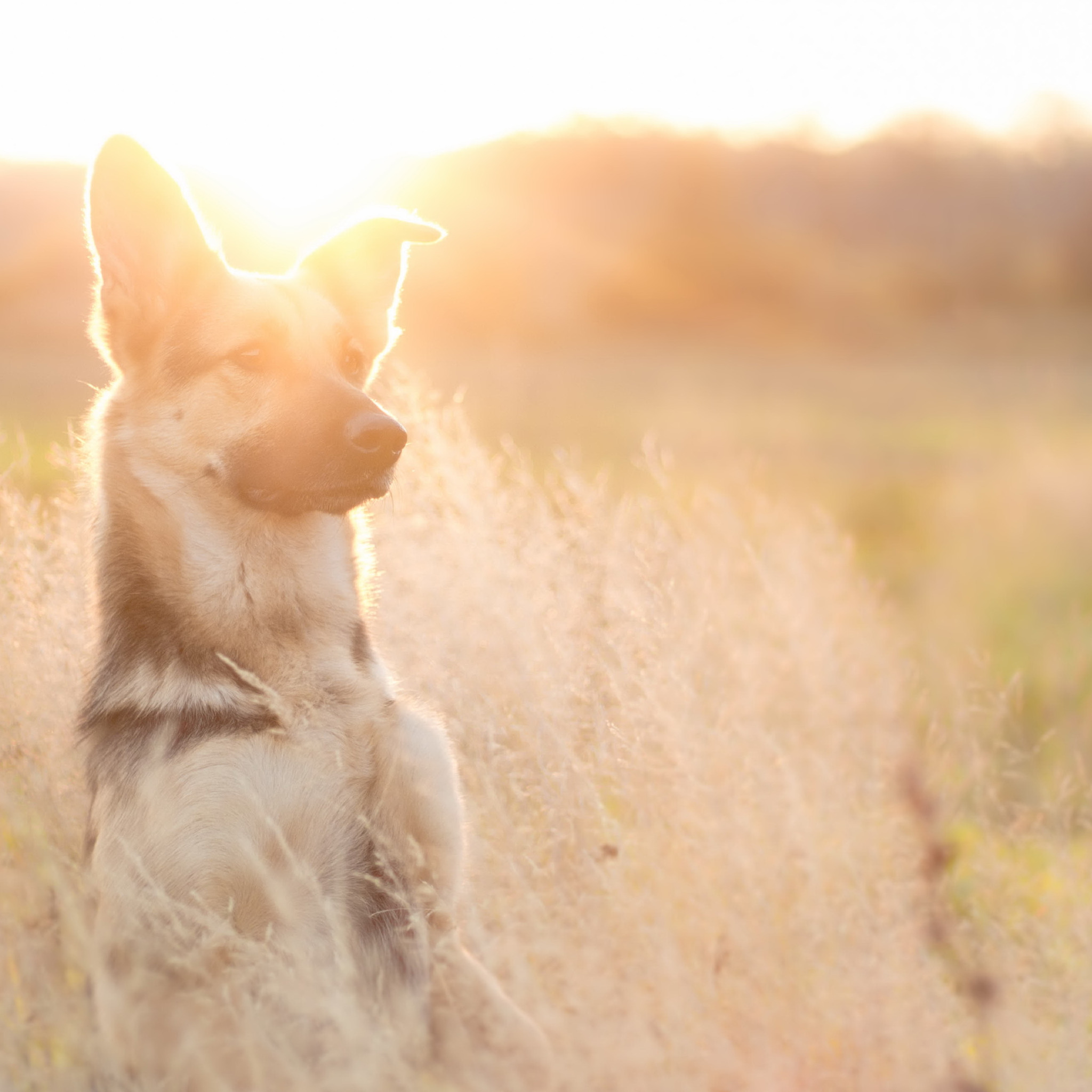 Dog light