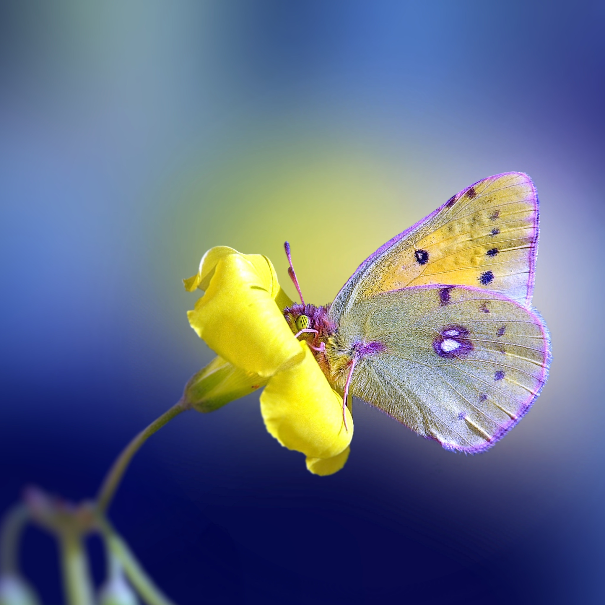 Картинка день бабочек. Бабочки. Бабочка на цветке. Жёлтая бабочка. Доброе утро бабочки.