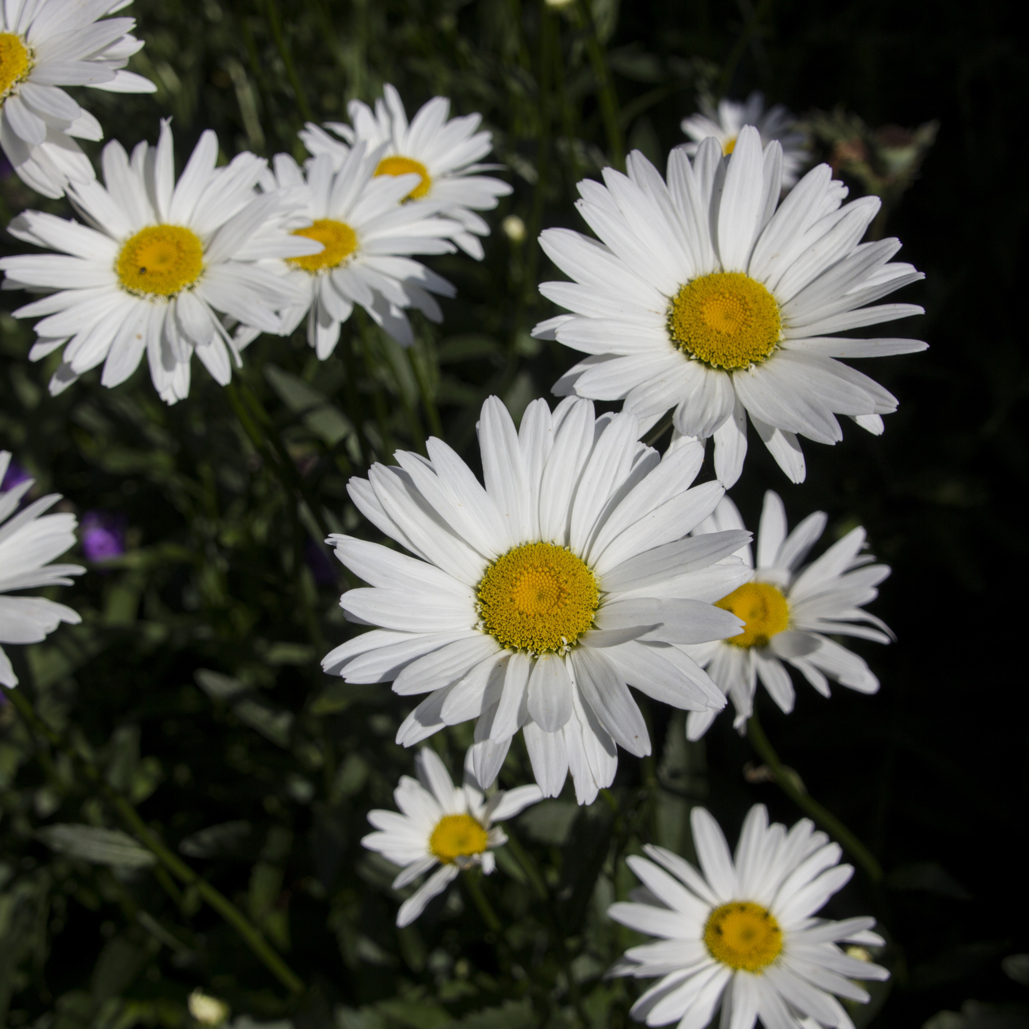 Daisy leaves