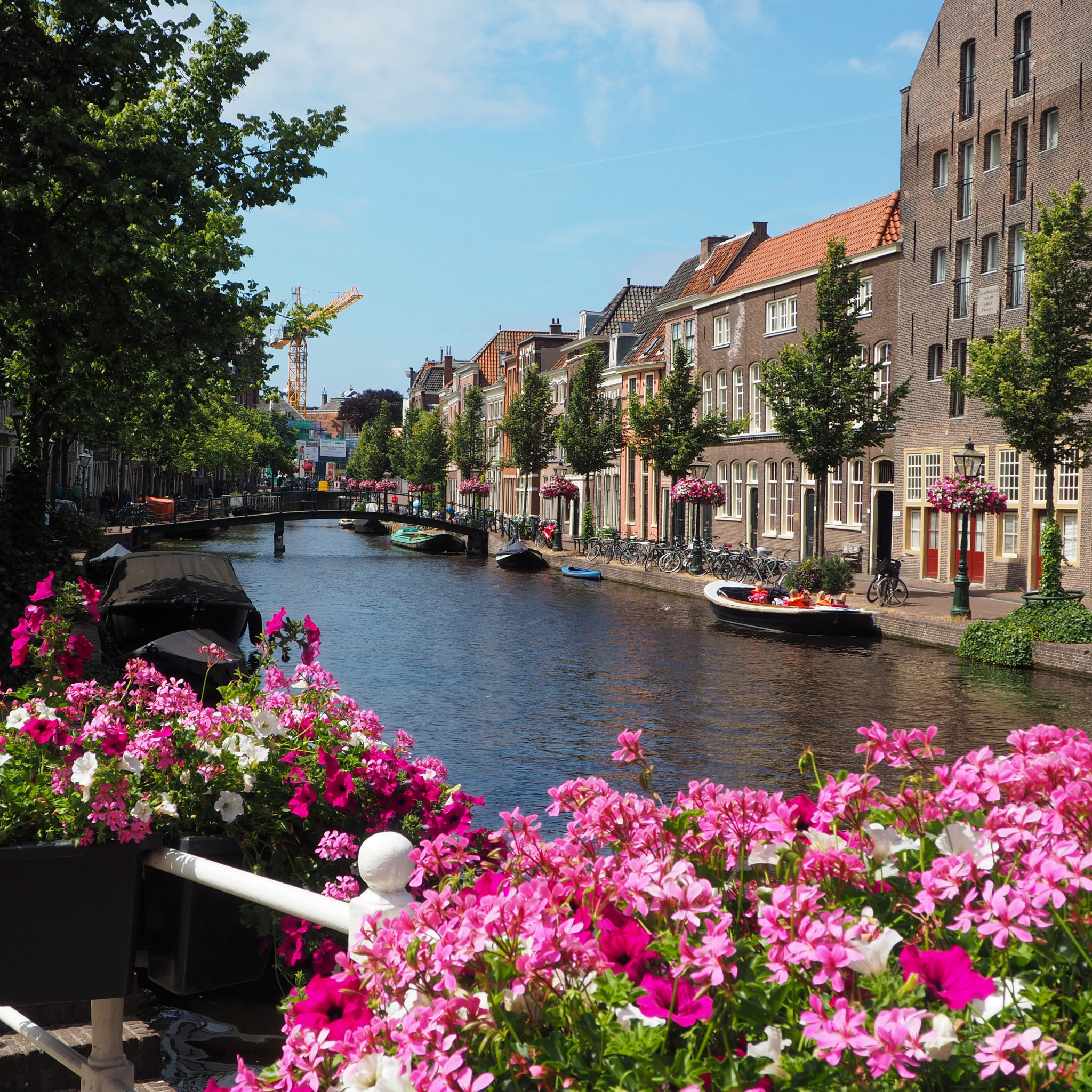 Europe flower. Голландия Амстердам. Королевство Нидерланды Амстердам. Река Рейн город Лейден. Весна в Амстердаме.