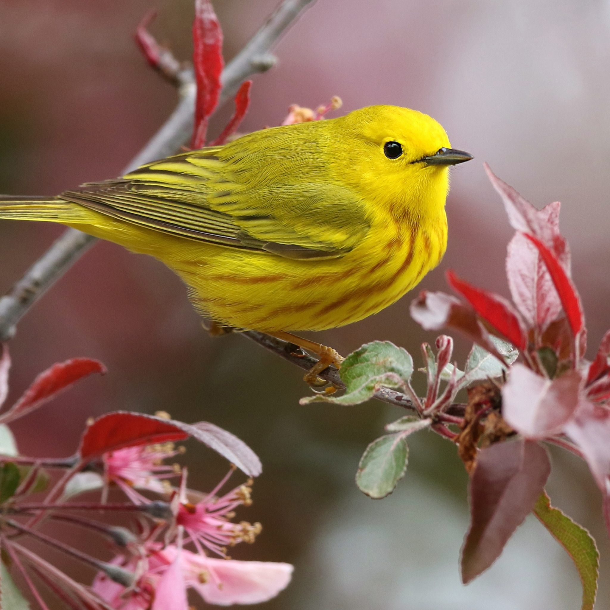 Ярко желтые птицы. Лимонный певун птица. Лесной певун птица. Отряд воробьиных желтогрудка. Желтенькие птички Лесные.