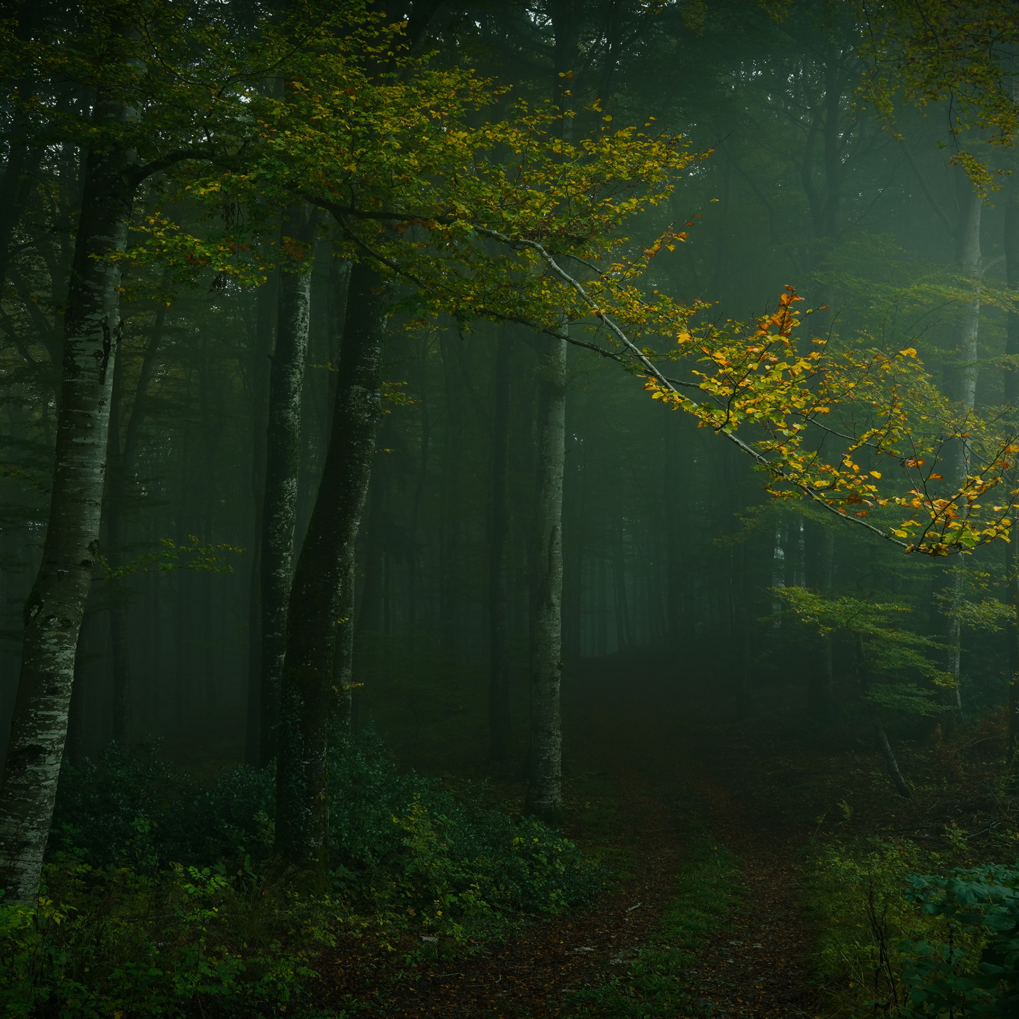 Ветвь туманного дерева. Лес полумрак. Фон с природой в полумраке. Лес приятный полумрак. Вид из-за деревьев в полумраке.