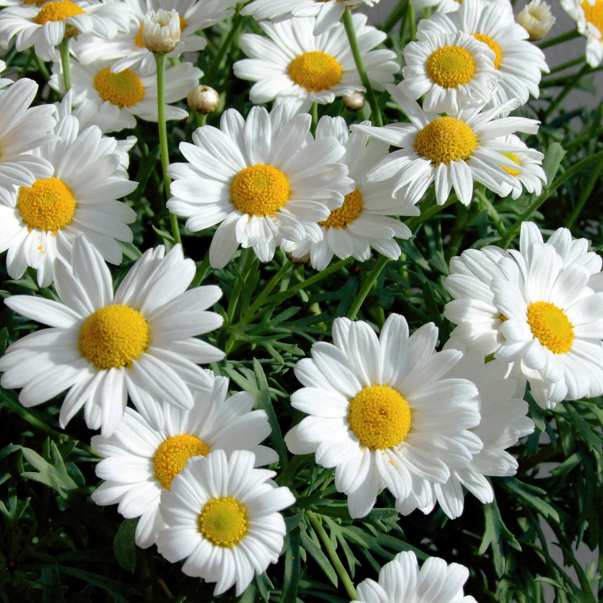 Афина ромашки. Нивяник белый. Нивяник Leucanthemum maximum Sweet Daisy cher. Нивяник Leucanthemum maximum Sweet Daisy™ Rebecca. Ромашка (нивяник) f1 Мадонна.