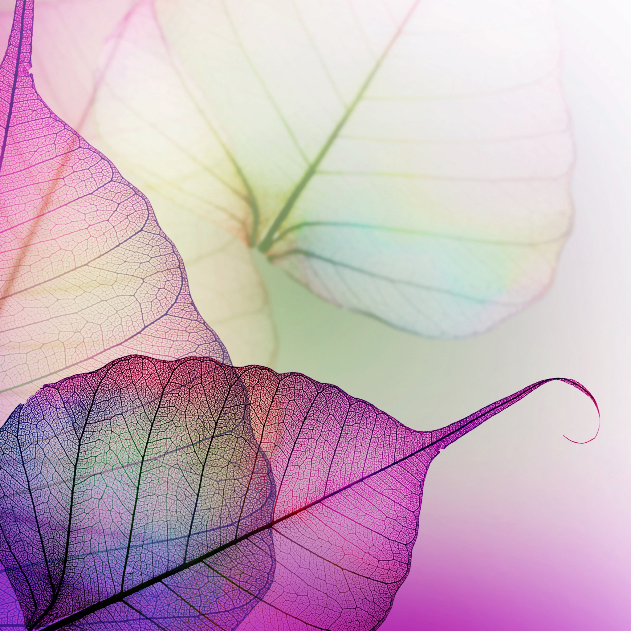 Нежные листья 2. Красивый фон. Сиреневые листья. Разноцветные листья. Листья абстракция.