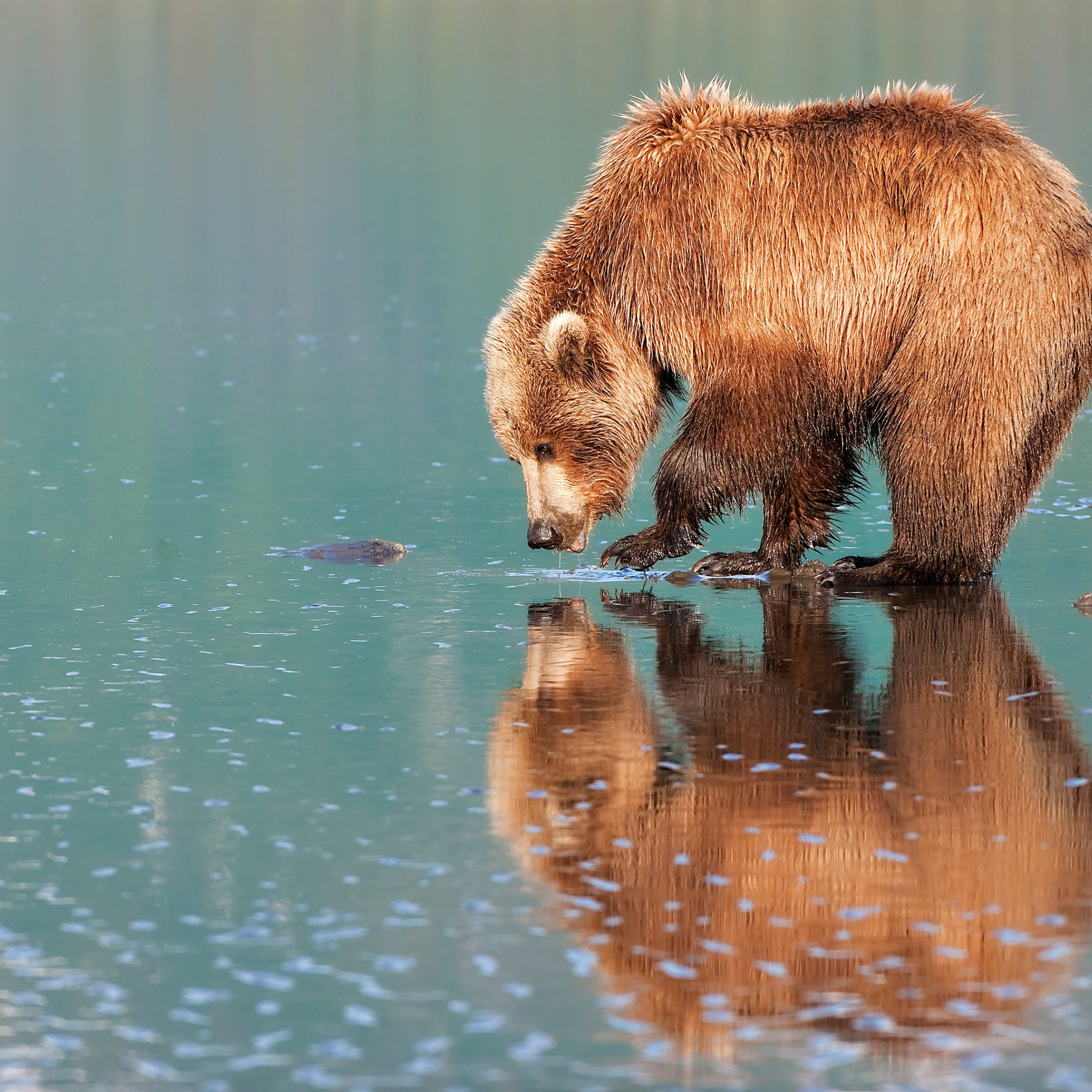 Медвежья вода. Отражение медведя в воде. Медведь картинка. Медведь на реке. Бурый медведь в воде.