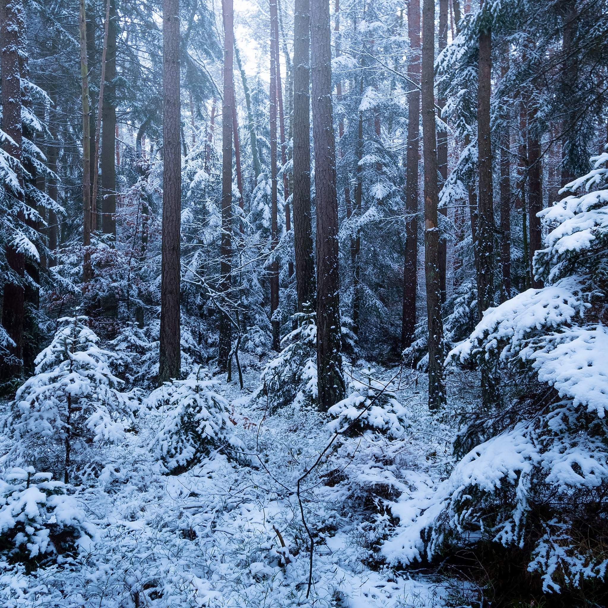 Снежок лесной. Зимний лес. Заснеженный лес. Лес в снегу. Зимой в лесу.