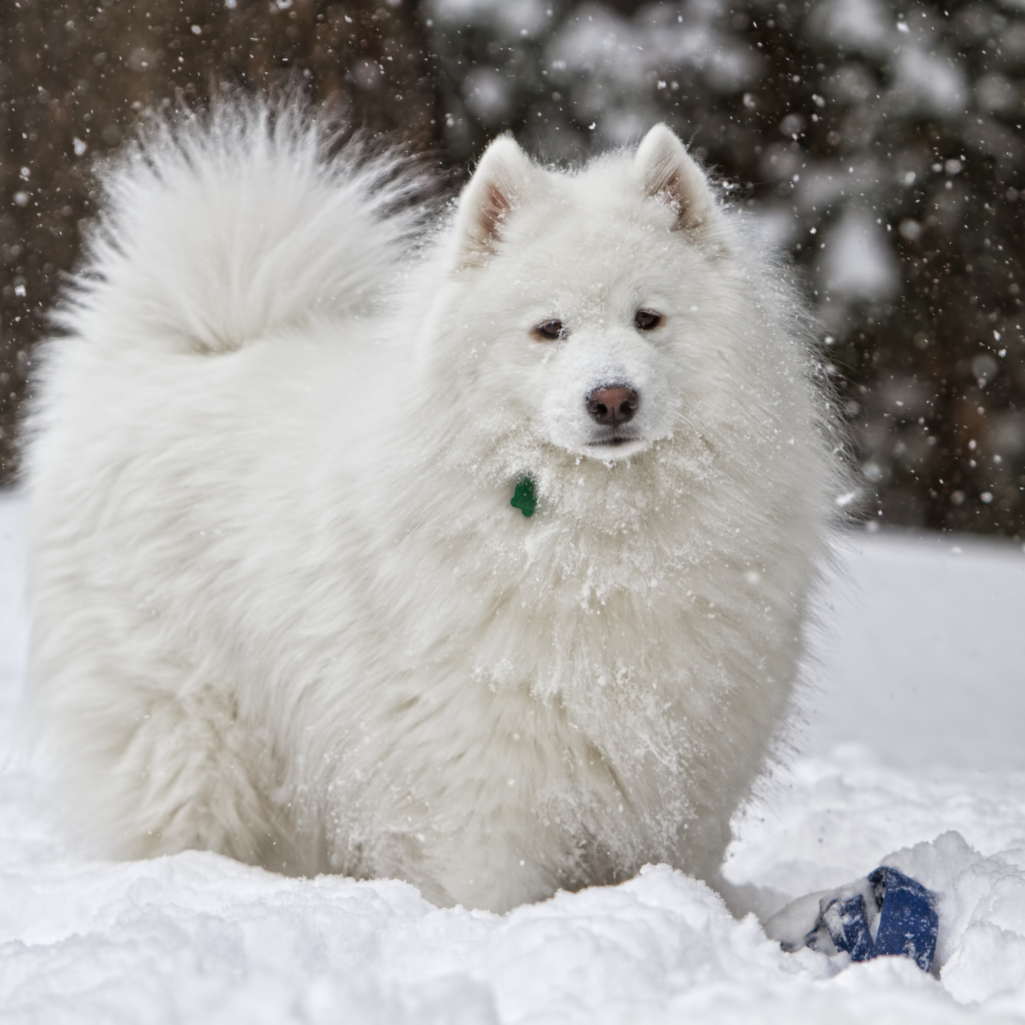 Снежки белые пушистые. Аляскинский самоед. Черный самоед. Самоедская собака (самоед) черные. Сибирский самоед.