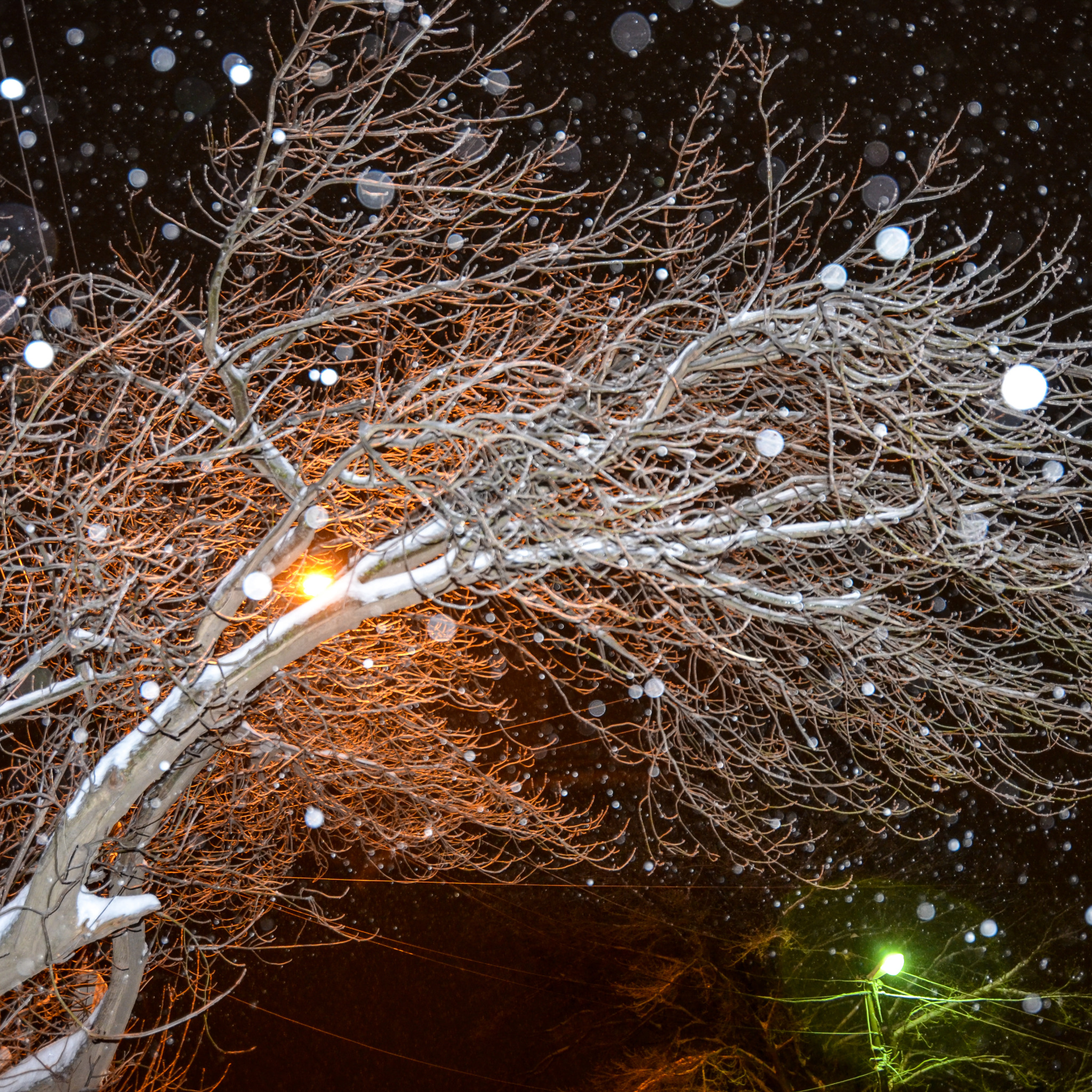 Почему ночью снег. Деревья в снегу ночью. Зимние деревья ночью. Дерево зима ночь. Ночное зимнее дерево.