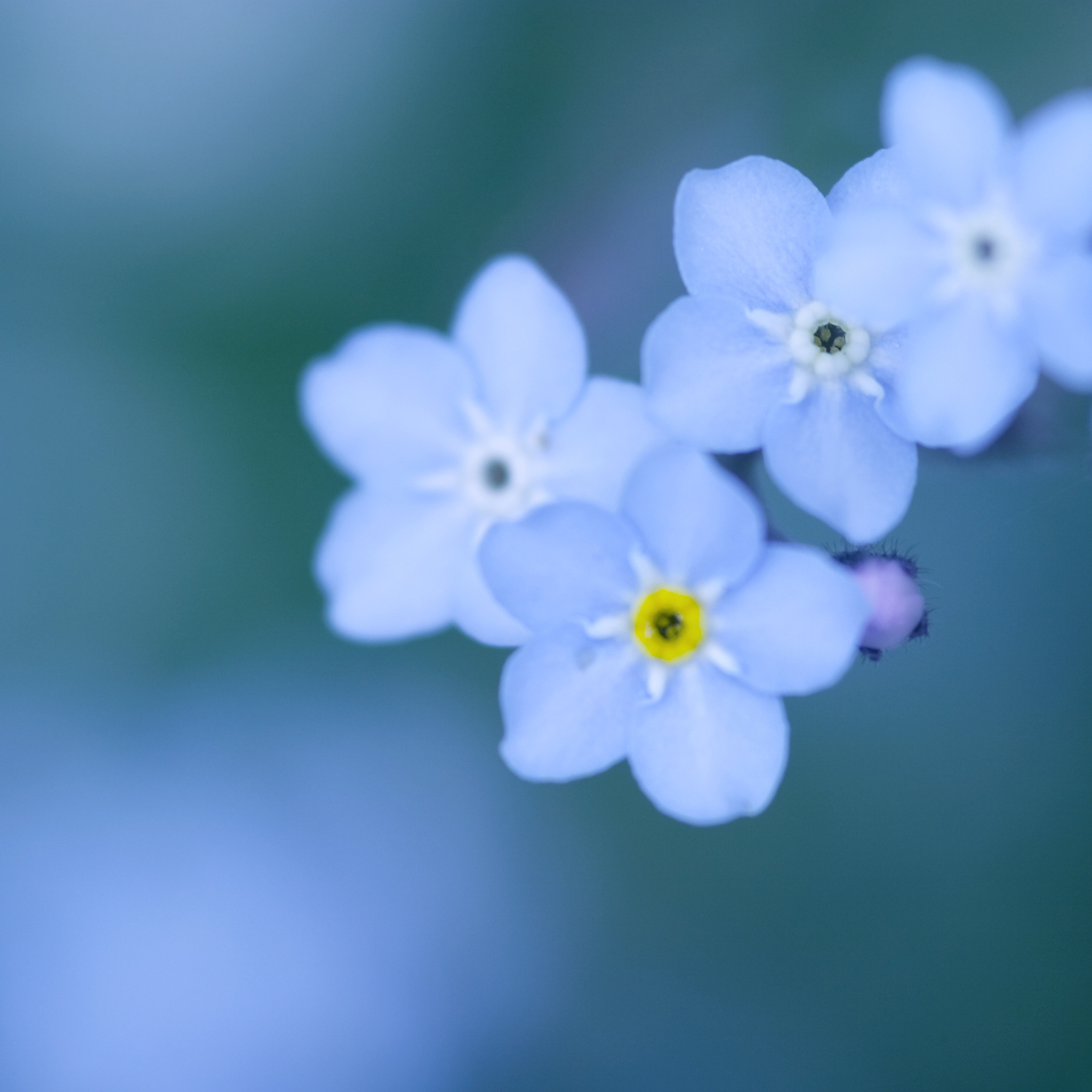 Голубые цветы. Маленькие цветы. Мелкие голубые цветы. Маленькие голубые цветочки.