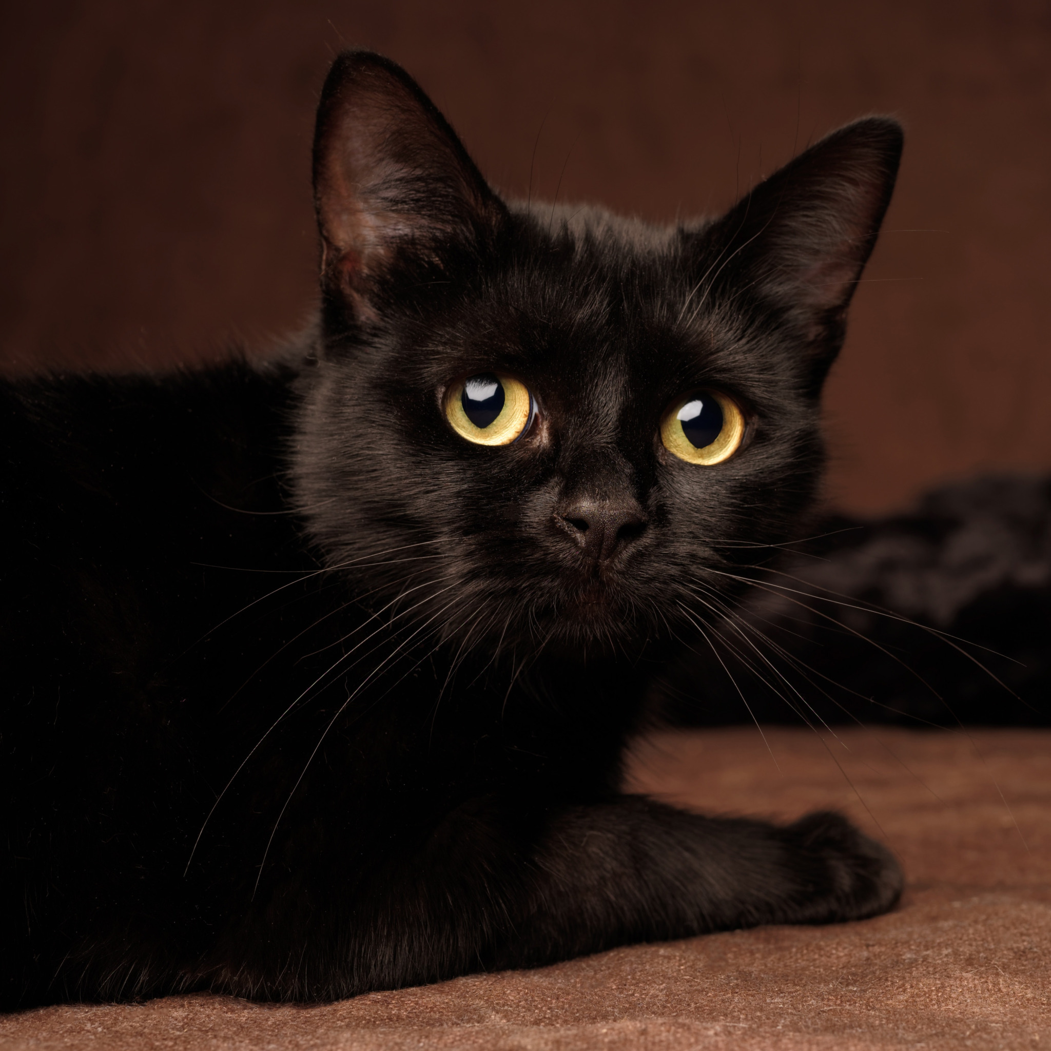 Черные усы у кошки