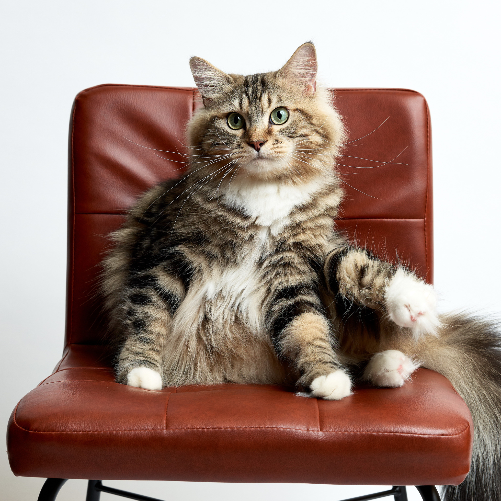 The cat is the chair. Cat Armchair. Кот под стулом для детей. Cat Armchair Secret.