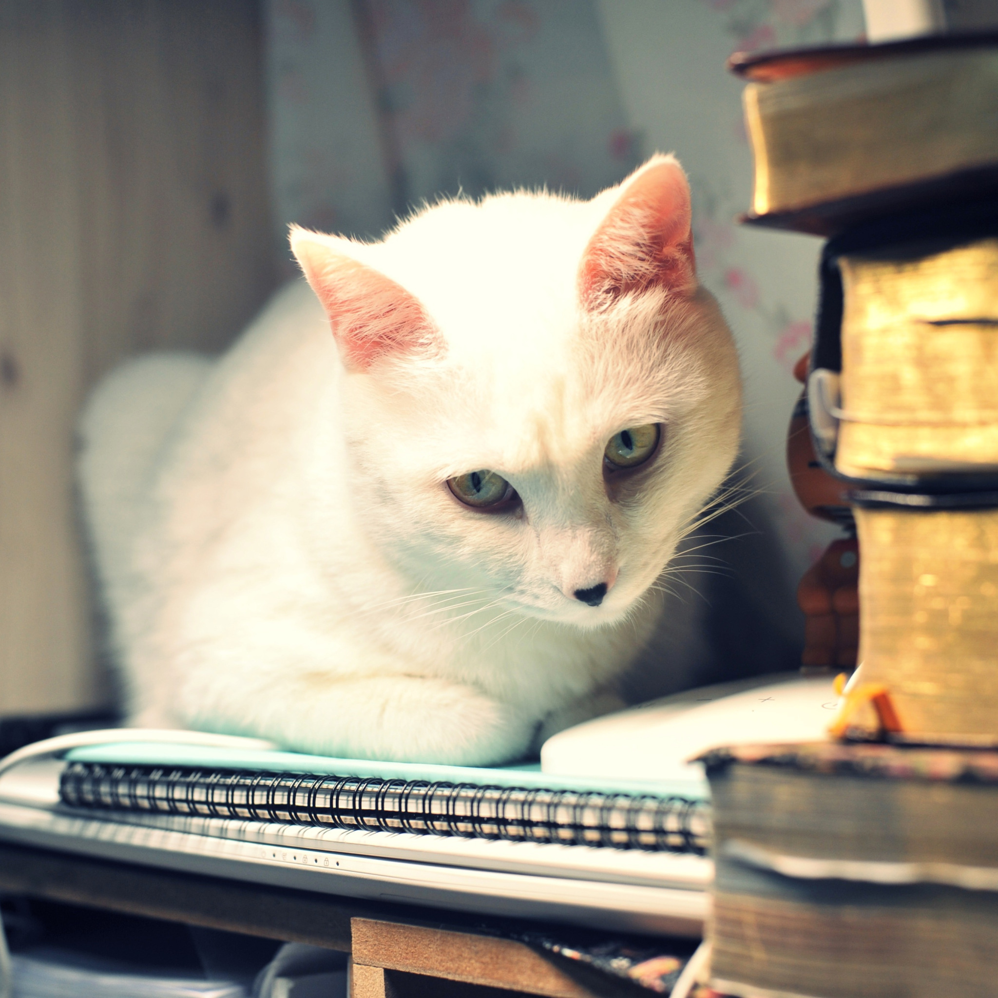 Котики которые сидят. Кошка белая на фоне комнаты. Белая кошка книга. Музыка белая кошка