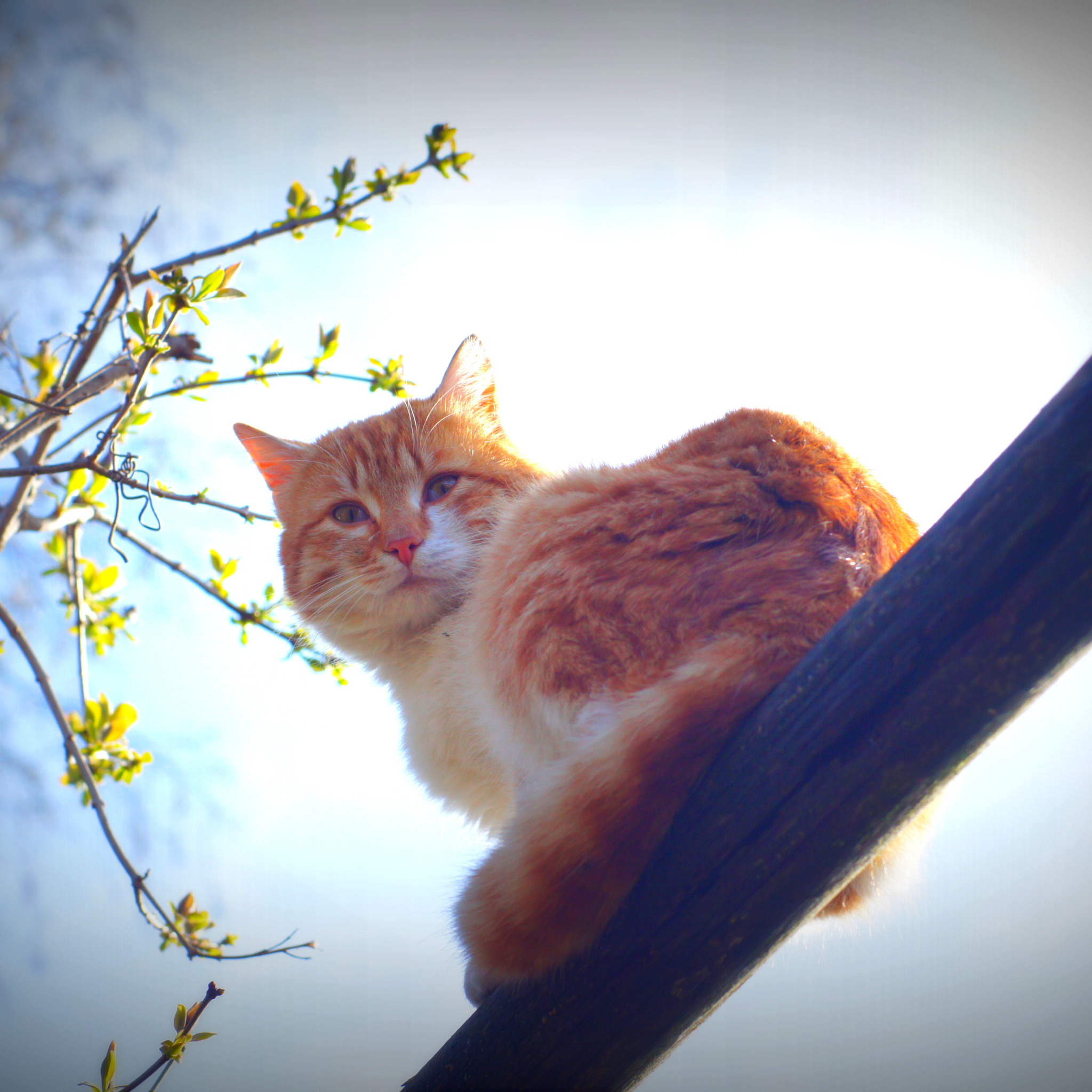 Картинки с добрым утром весенние с котами. Рыжий кот. Кот на солнышке.