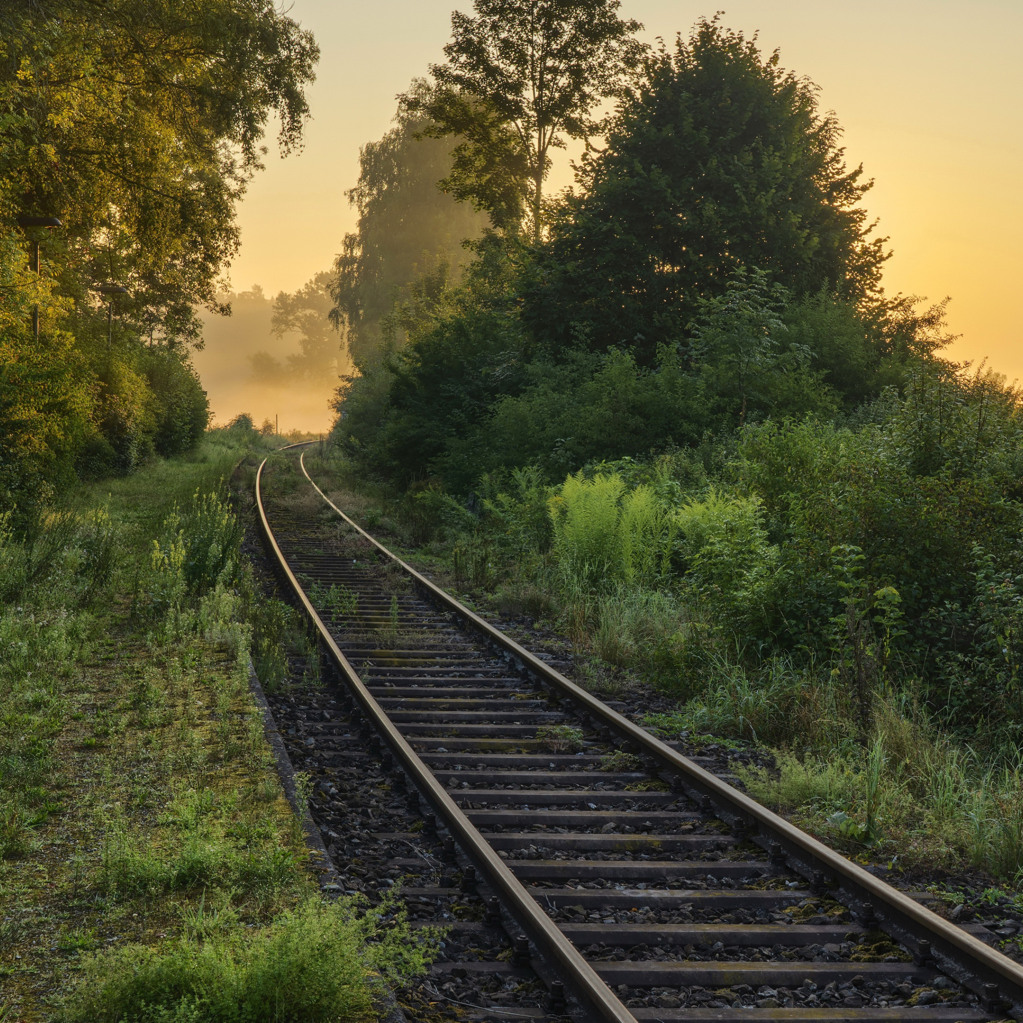 Железная дорога в лесу картинки