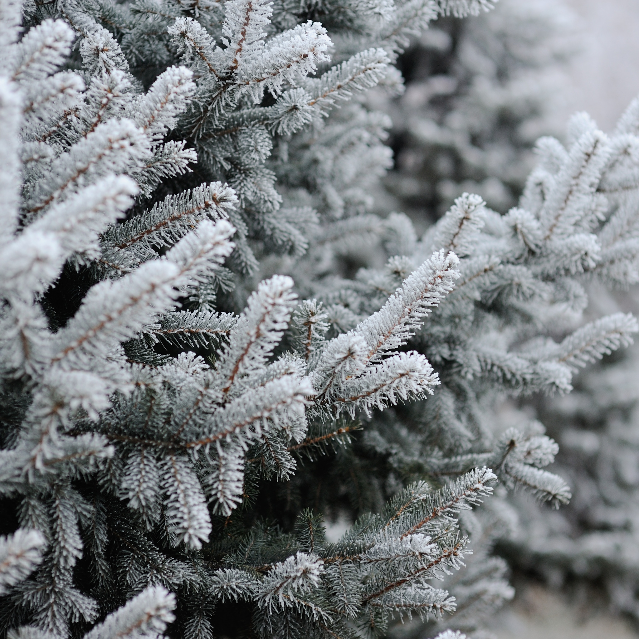 Заснеженная елка. Зимние ели. Елка в снегу. Зимние обои. Елка зимой.