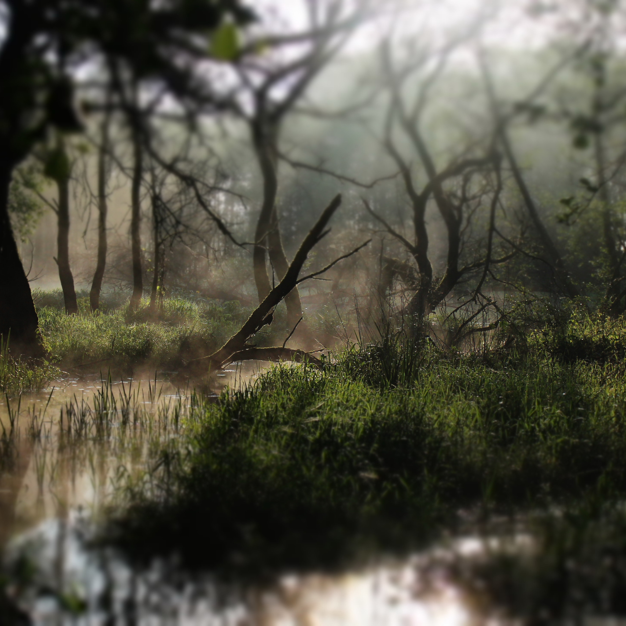 Болотные тени. Фон для презентации река туман. Человек тень в болоте. Бегемот ночь к речке болото.