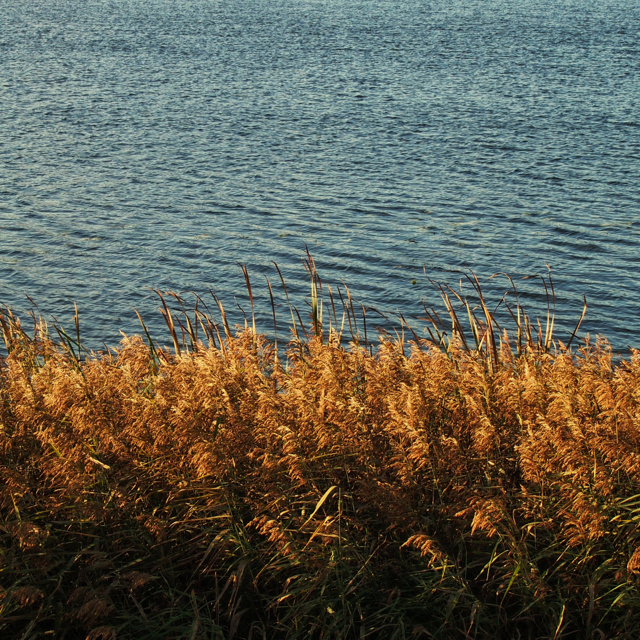 Озеро желтые воды. Камыш желтый. Азовское море камыши. Желтое озеро. Камышовая трава осенью.
