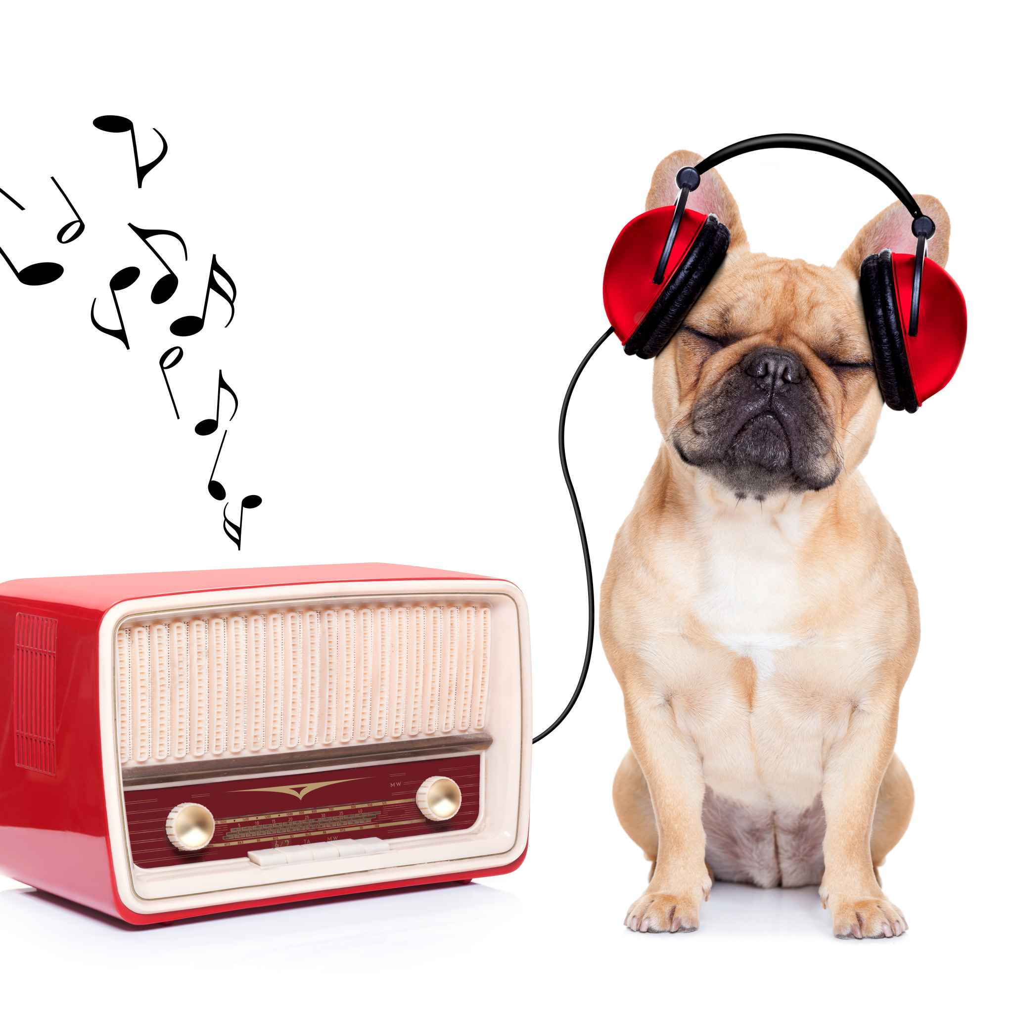 Listening dogs