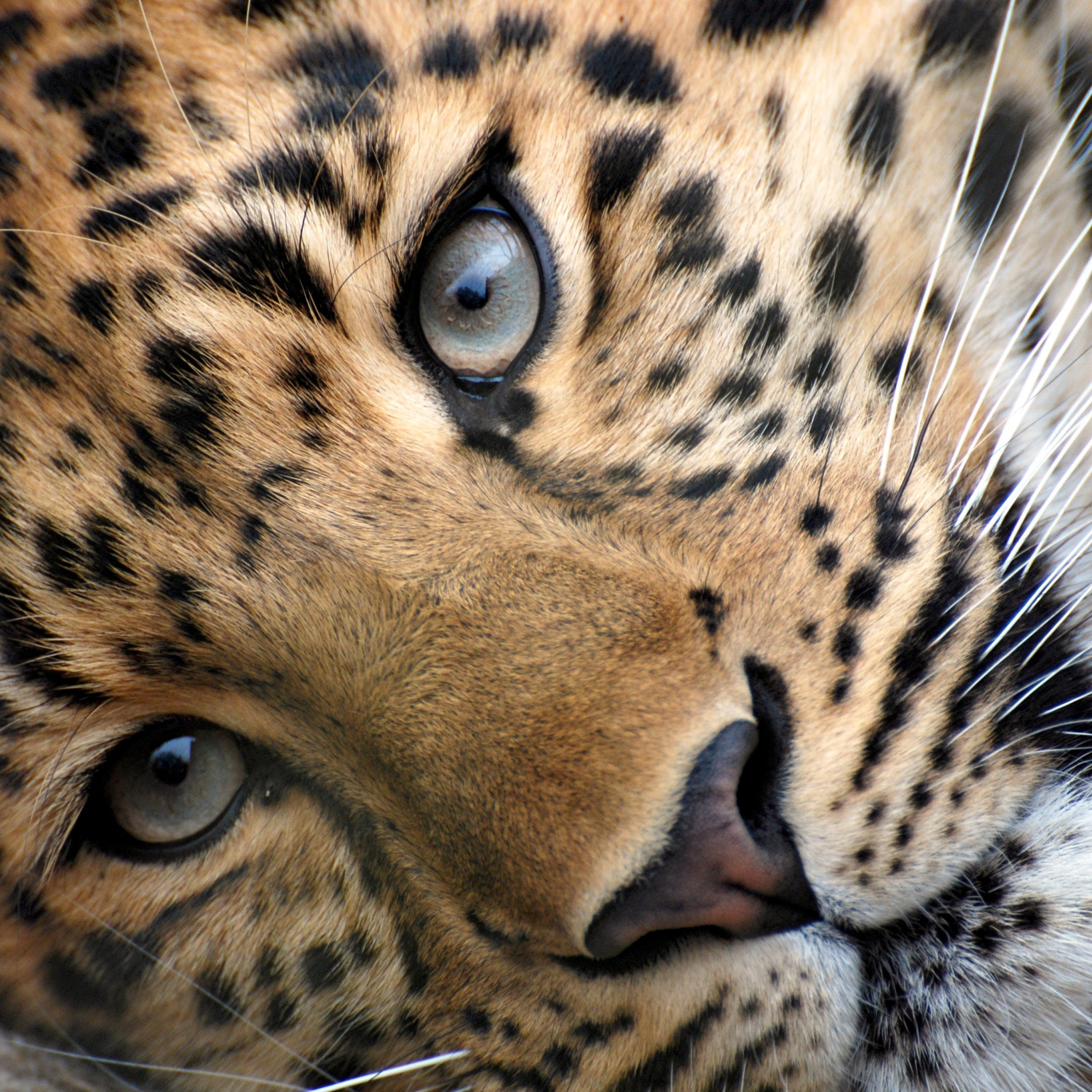 Закачать ее на телефон. Миледи золотой леопард. Леопард морда. Красивый леопард. Красивые картинки.