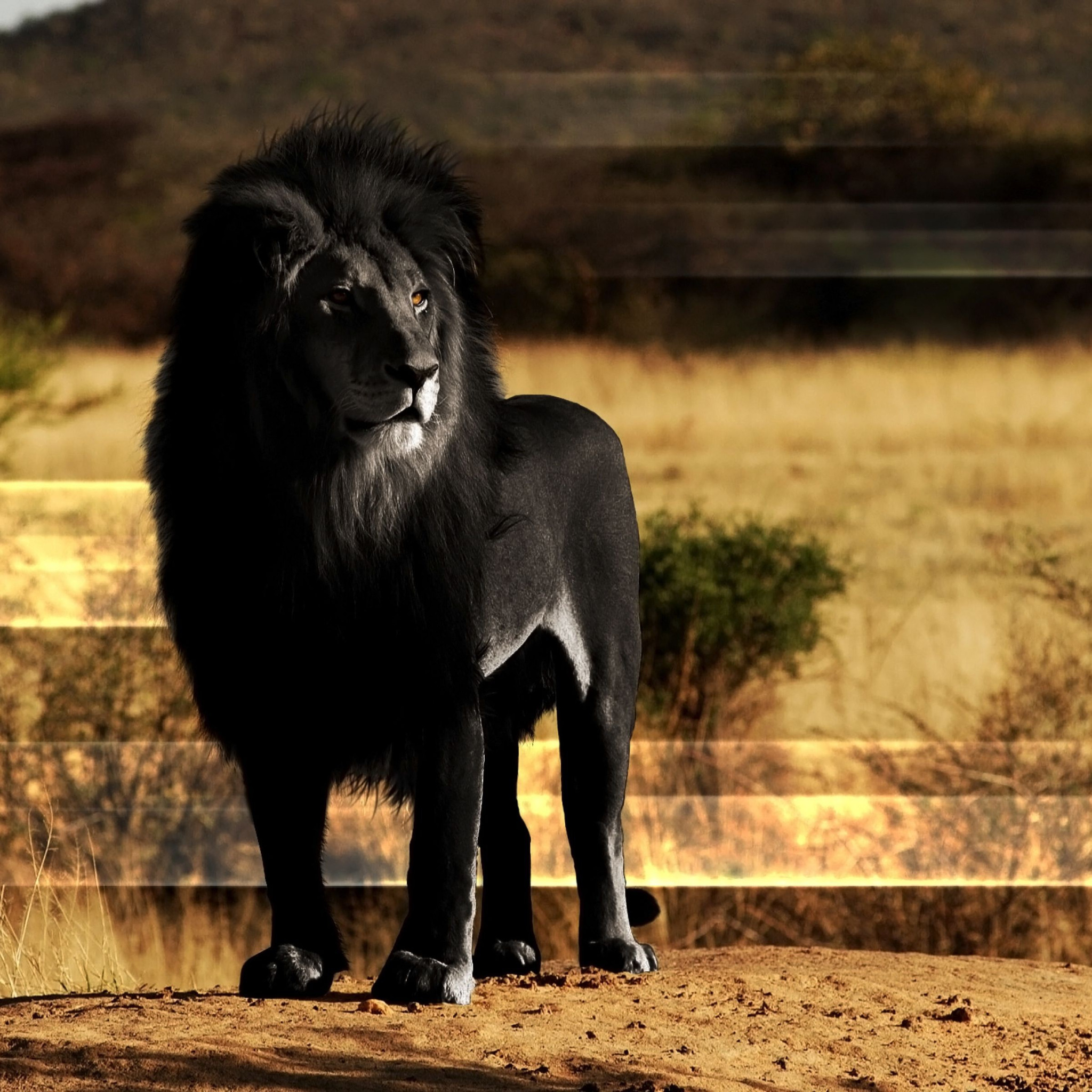 Что означает черный лев. Черный Лев. Необычные львы. Самые редкие львы. Чёрный Лев фото.