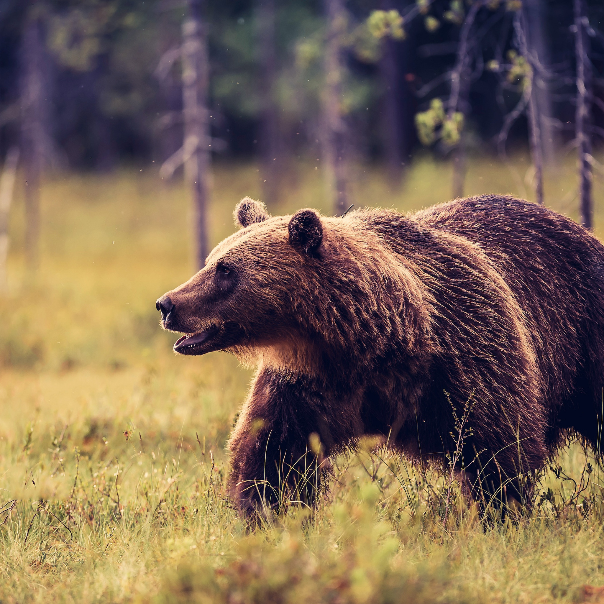 Животное тайги бурый медведь. Бурый медведь в тайге. Бурый медведь в ХМАО. Бурый медведь хозяин тайги. Медведь Гризли.