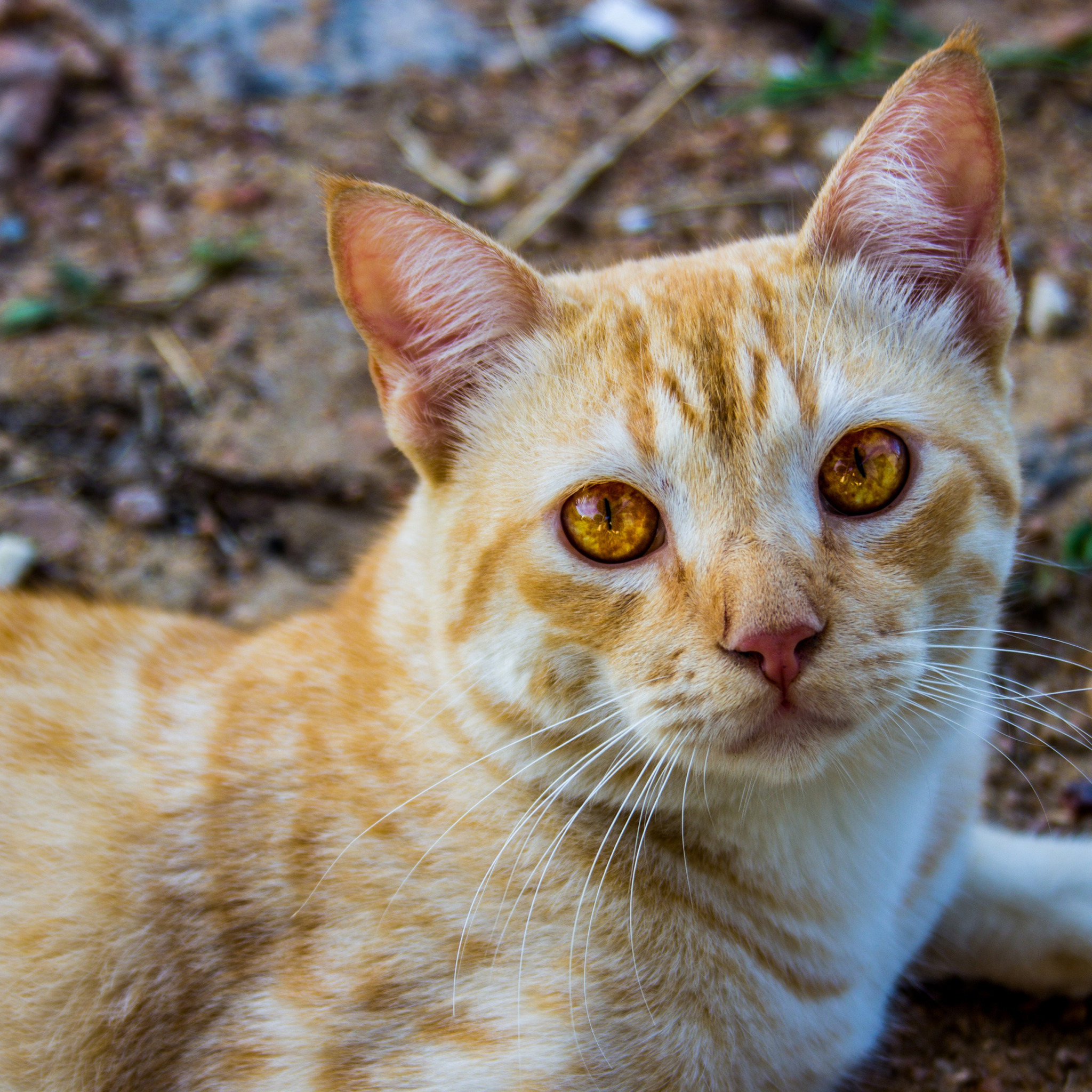 Кошка с желтыми глазами порода. Бенгальская короткошерстная кошка рыжая. Желтый кот. Рыжий кот с янтарными глазами. Янтарные глаза у кошки.