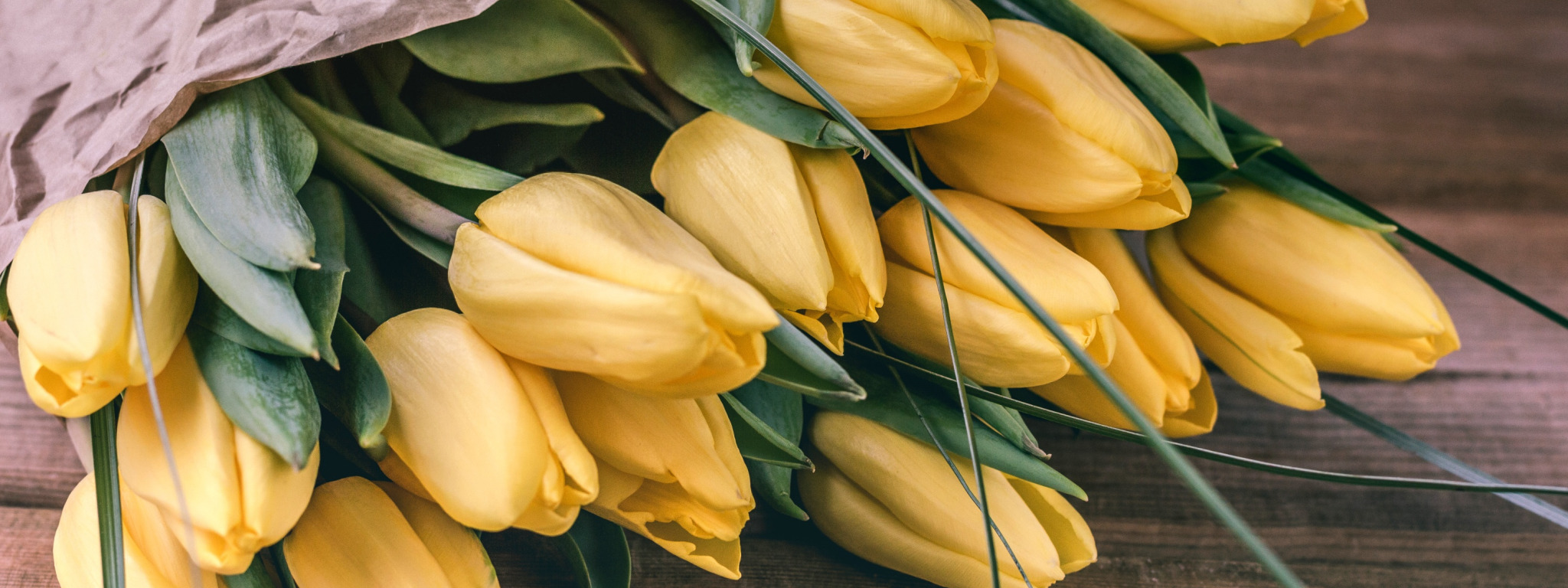Почему тюльпаны желтеют. Желтые тюльпаны. Белые и желтые тюльпаны. Желтые тюльпаны фото. 300 Тюльпанов.