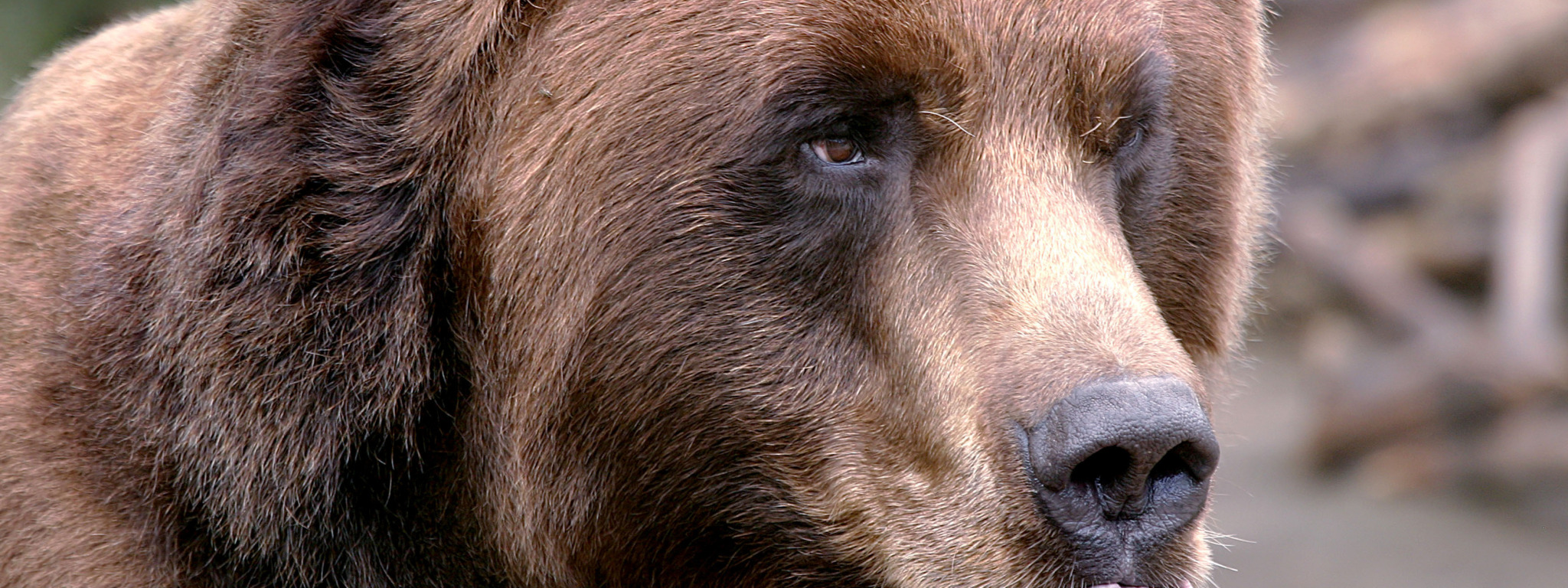 Какой нос у медведя. Глаза медведя. Зрачки медведя. Медвежьи глаза. Нос медведя.