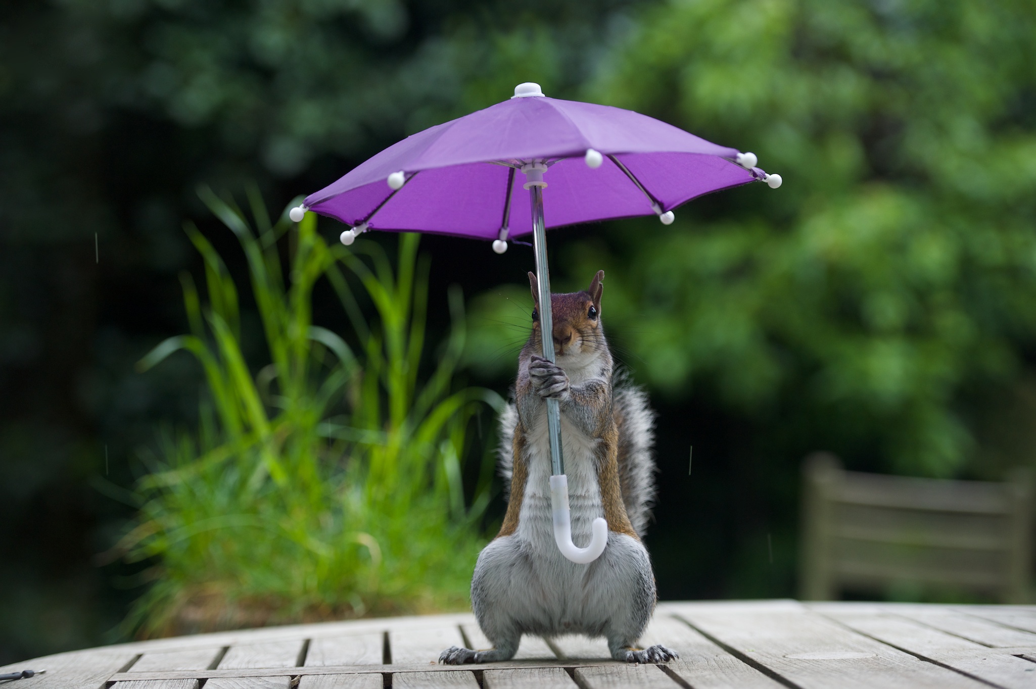 Забыли зонтик. Смешные зонтики. Животные с зонтиком. Под зонтиком. Животные под зонтом.