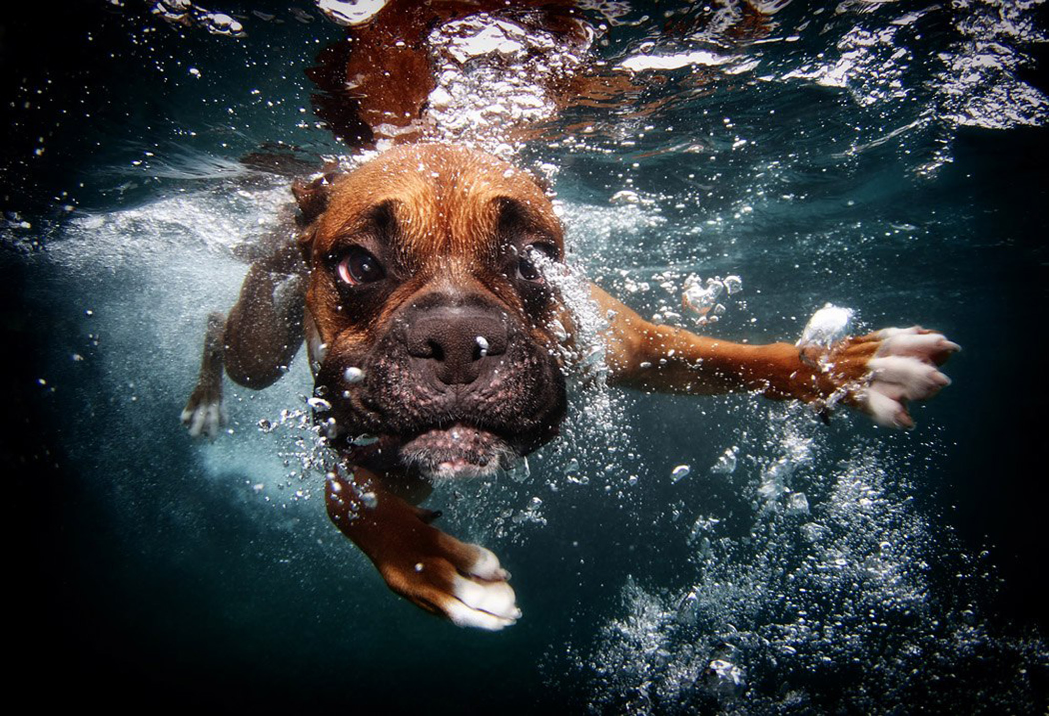 Плыть не уставая. Seth Casteel. Фотограф сет Кастил. Животные под водой. Собака в воде.