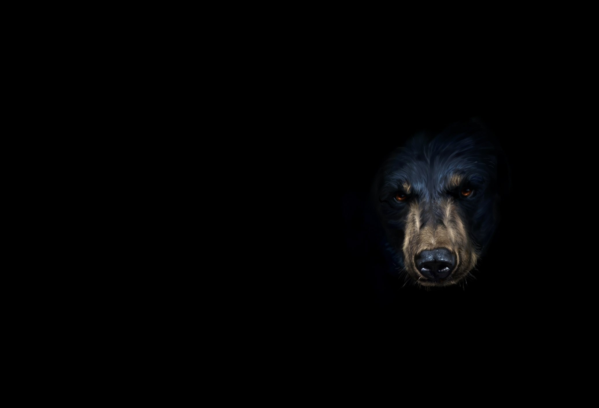 Медведь на черном фоне. Медведь на темном фоне. Черный медведь на черном фоне. Морда медведя на черном фоне.