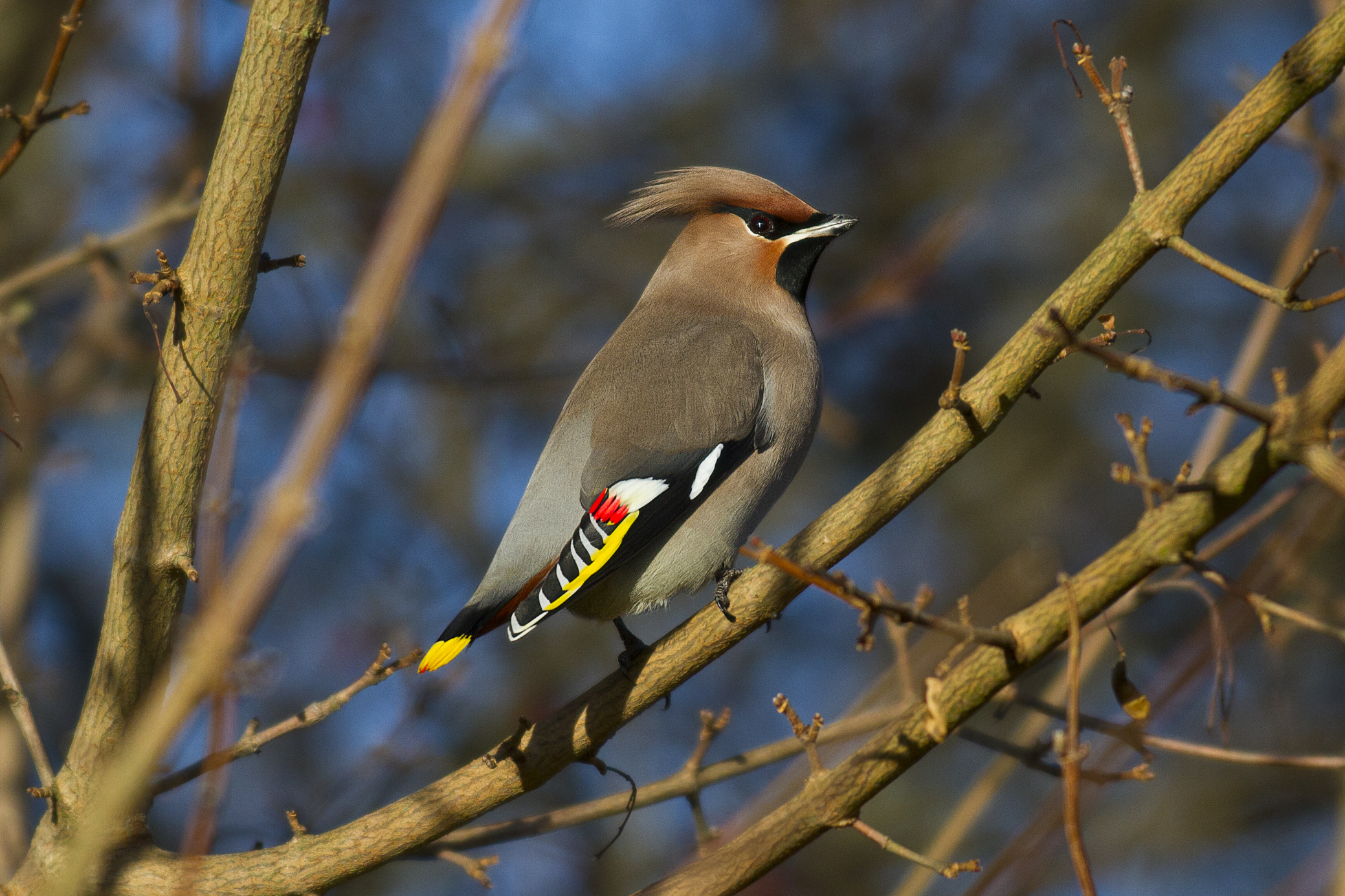 Что за птица по фото. Cedar Waxwing птица. Птицы с золотым хохолком. Птицы 4к. Свиристели.