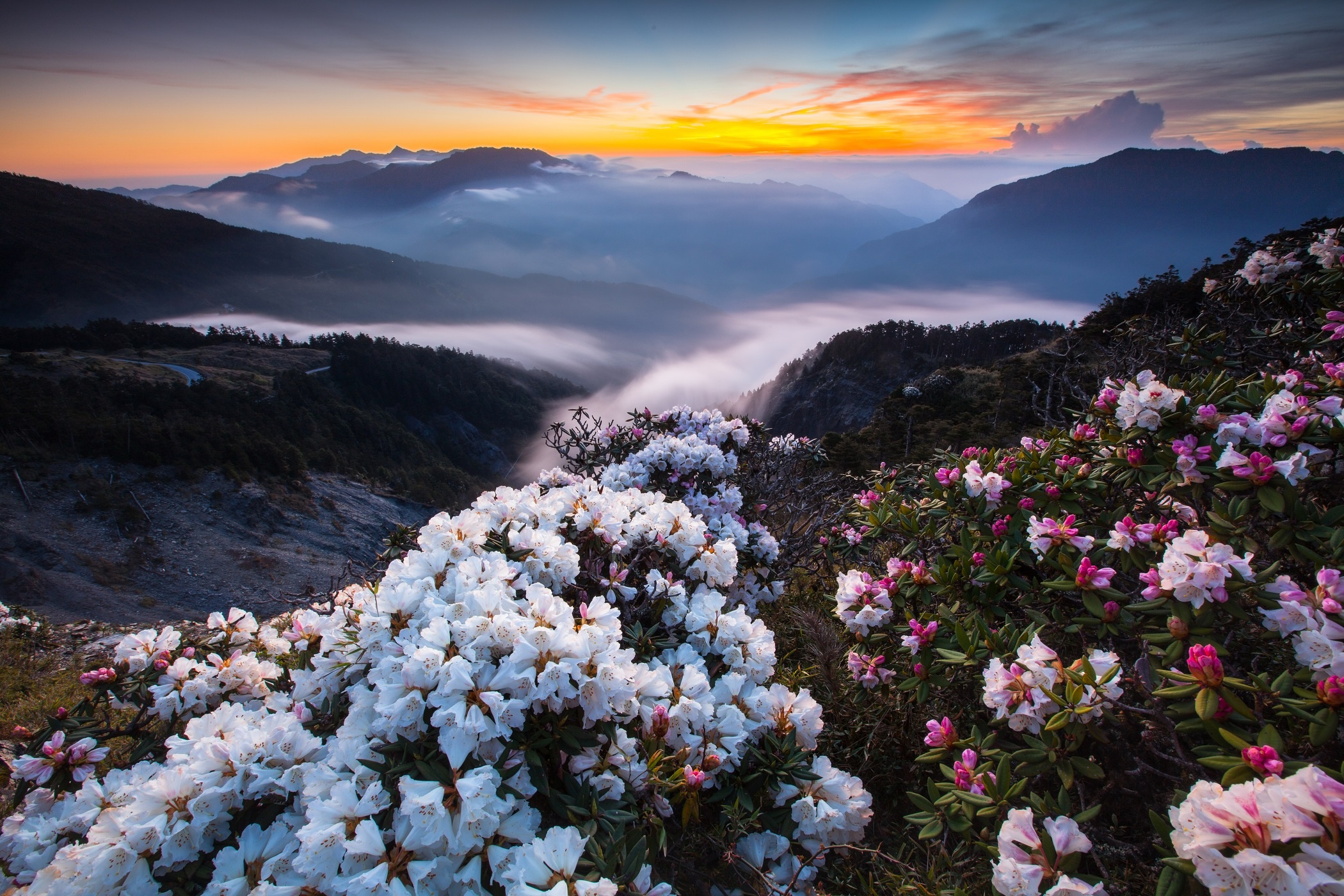 Mountain flower. Рододендрон в горах Монти-Сибиллини. Красная Поляна Сочи горы рододендрон. Долина рододендронов красная Поляна. Сочи рододендроны красная Поляна.