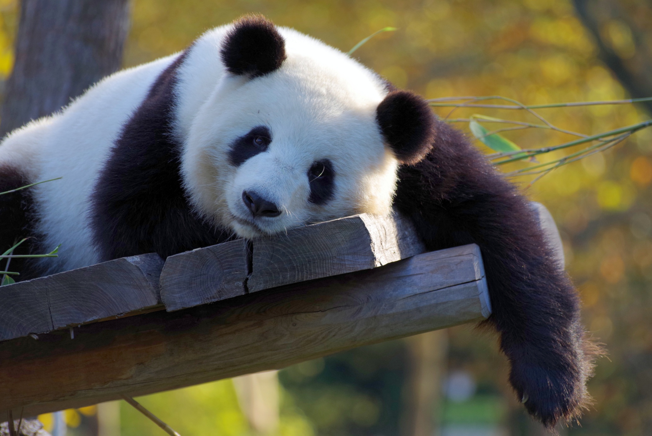 Панда на узбекском языке. Гигантская Панда. Панда бамбуковый медведь. Панда в Китае. Большая китайская Панда.