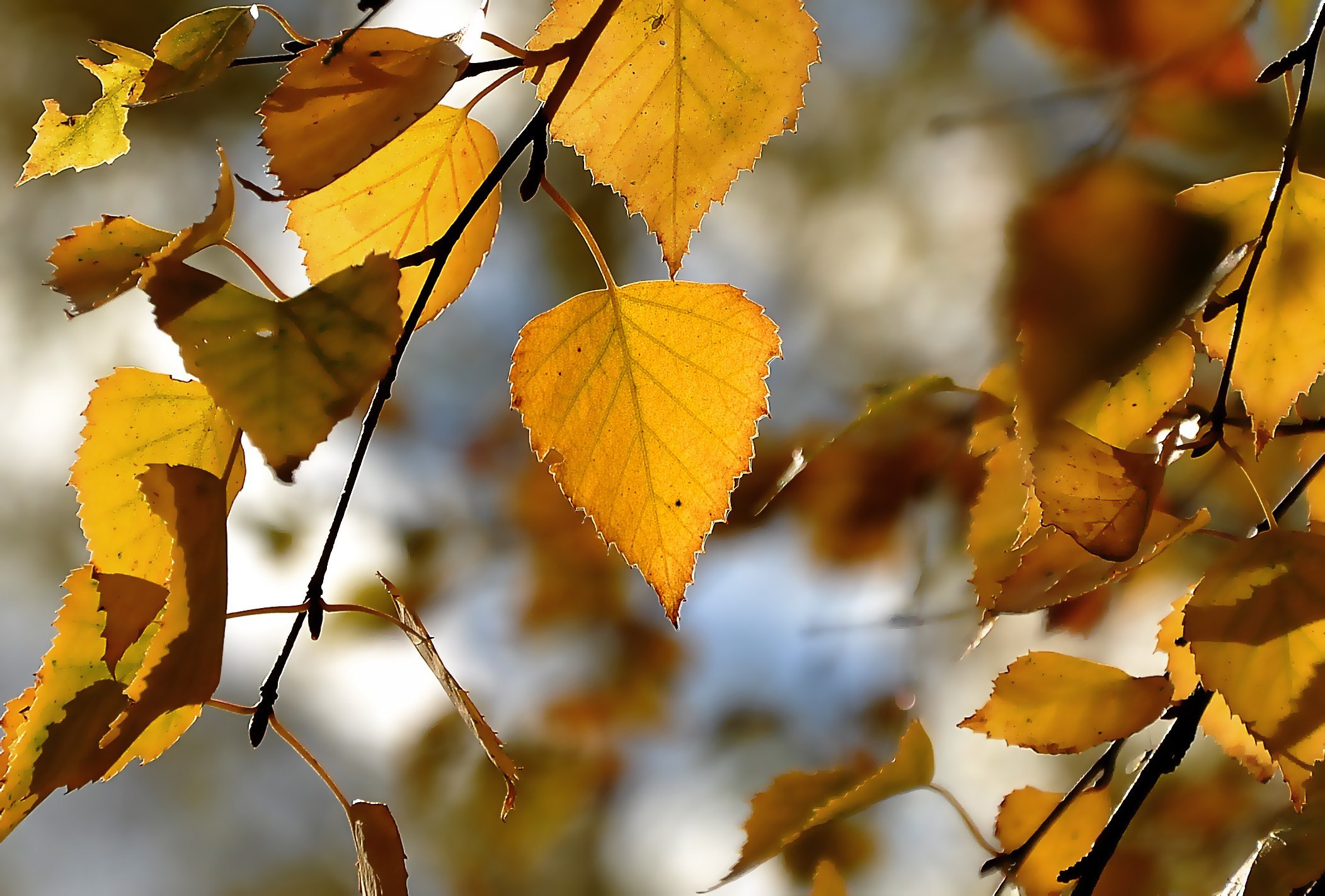 Листья желтые по краям. Осень желтые листья. Жёлтый лист осенний. Осенняя желтизна листьев. Желтеют листья.