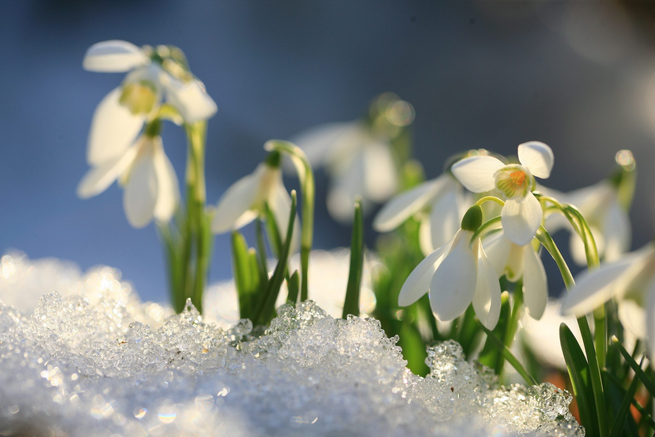 Скачать обои свет, снег, цветы, лёд, весна, подснежники, белые, боке, разде...