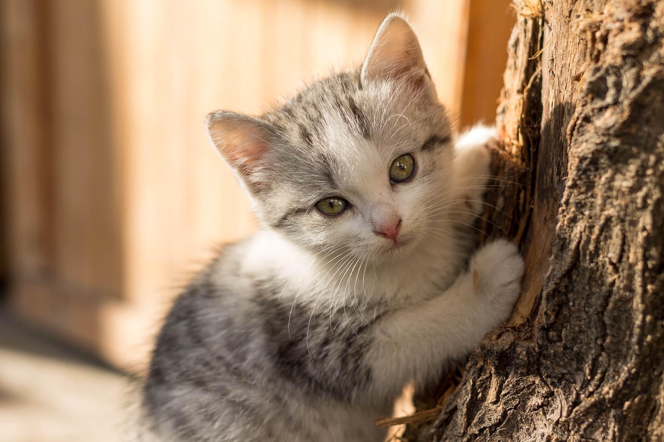 Фото Котики Котята Kat