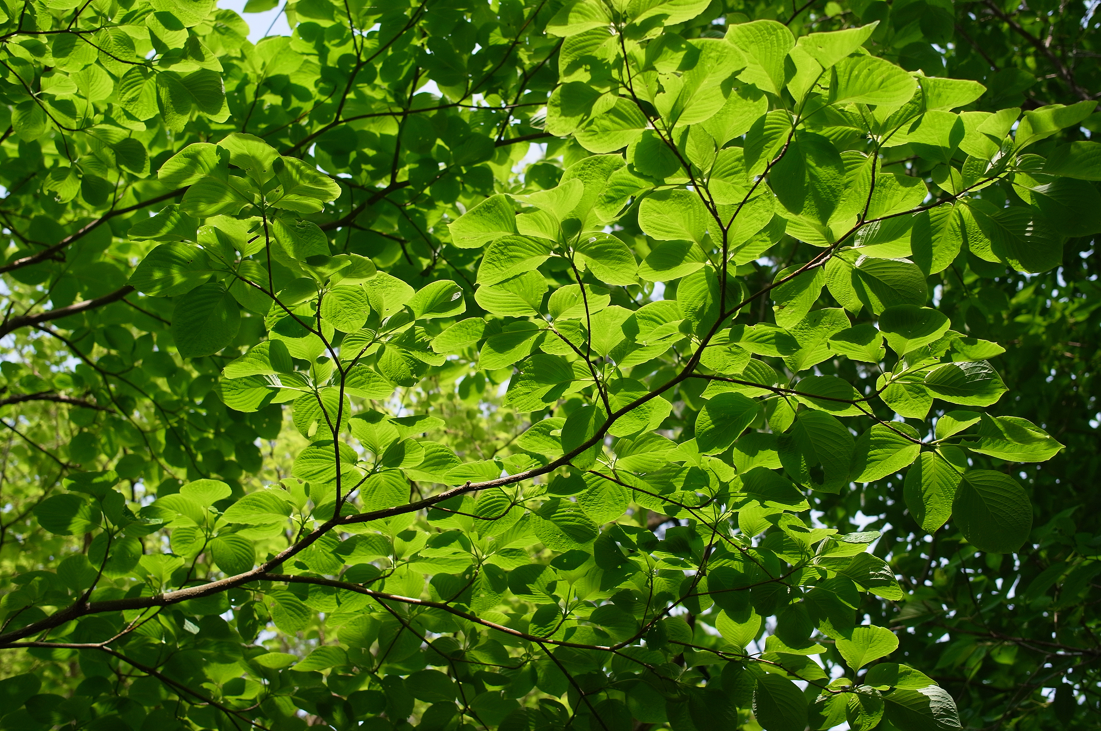 Качающаяся листва. Листва. Листва деревьев. Листья деревьев. Зеленый лист.